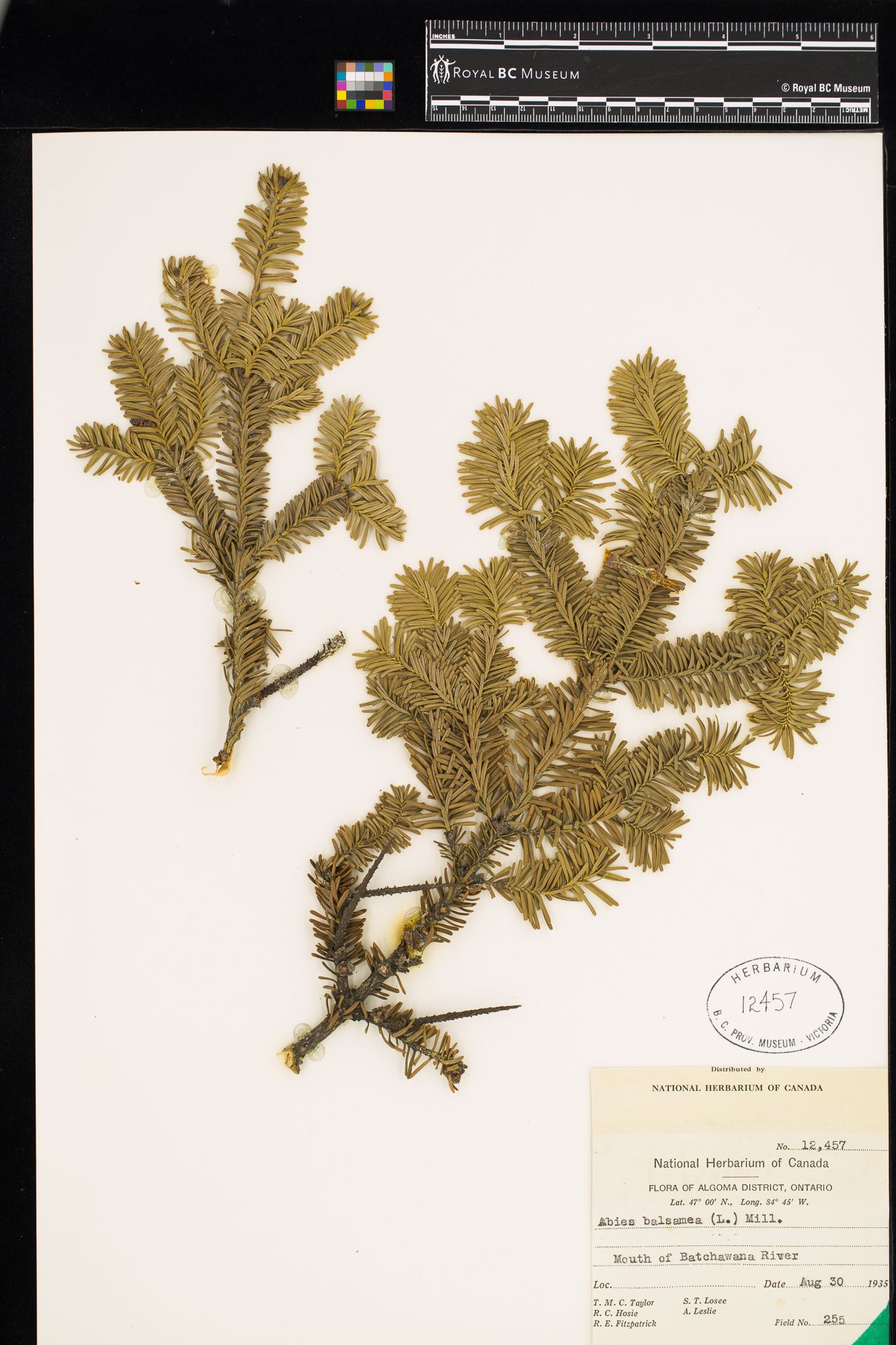 Image representing Abies balsamea.