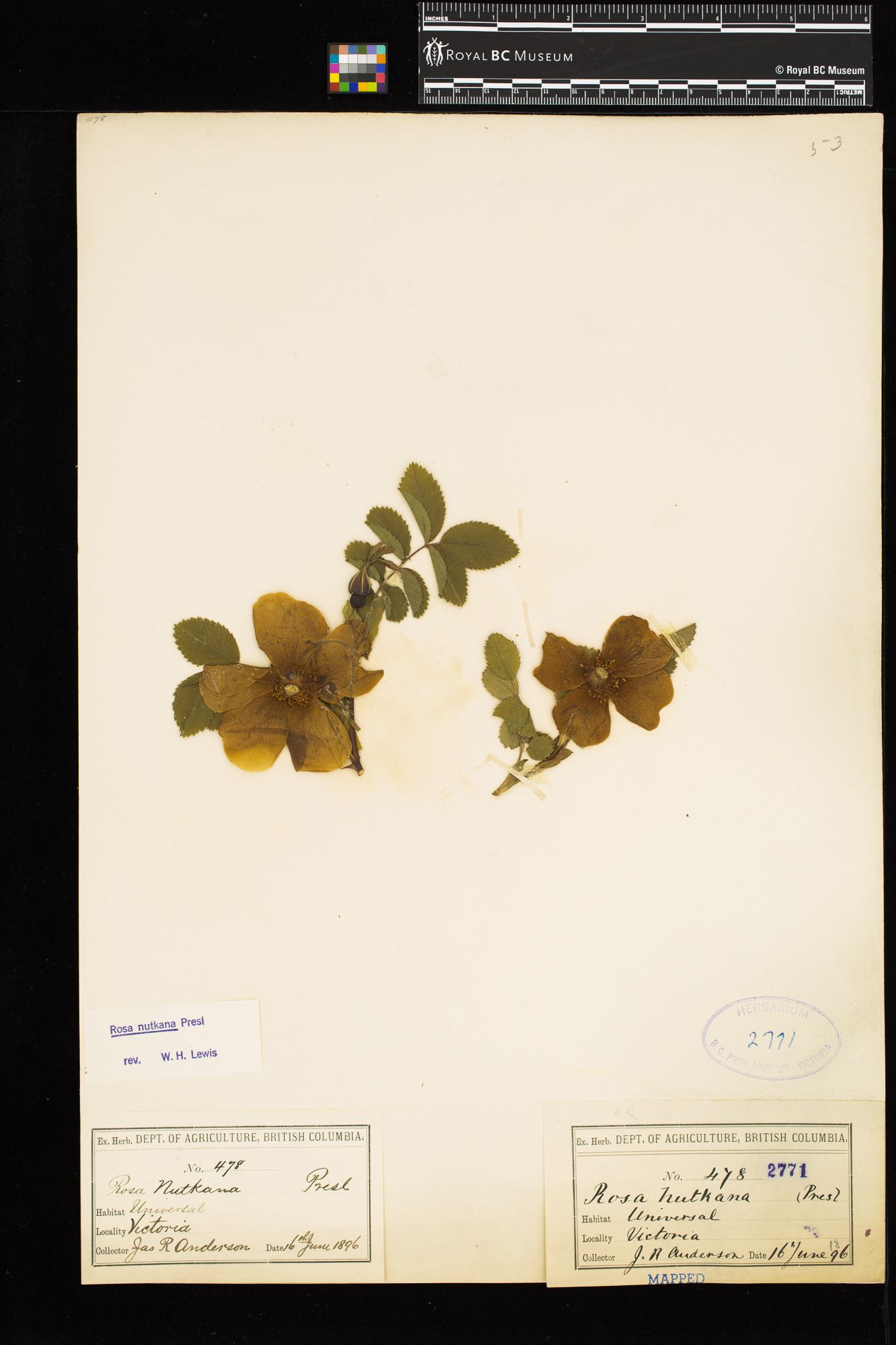 Image representing Rosa nutkana.