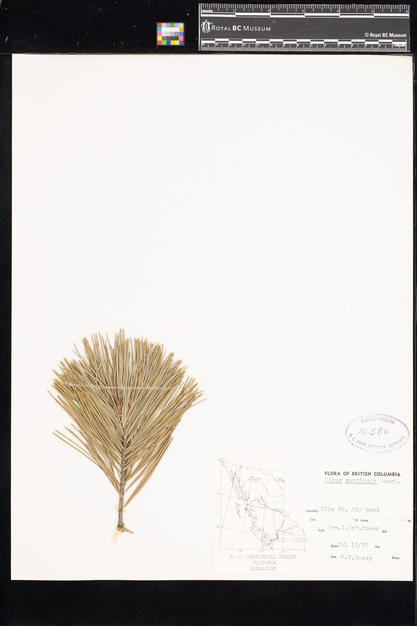 Image representing Pinus monticola.