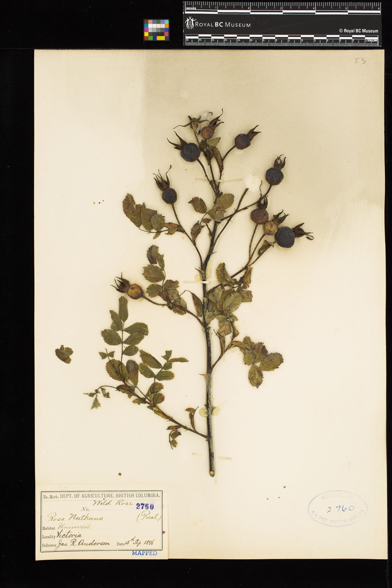 Image representing Rosa nutkana.