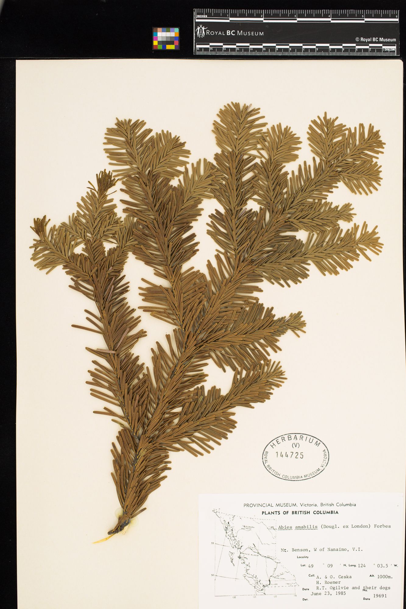 Image representing Abies amabilis.
