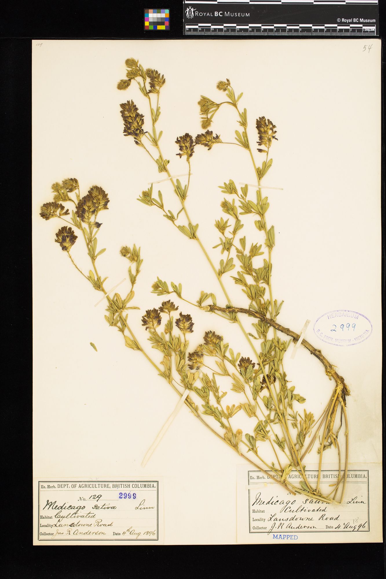 Image representing Medicago sativa ssp. sativa.