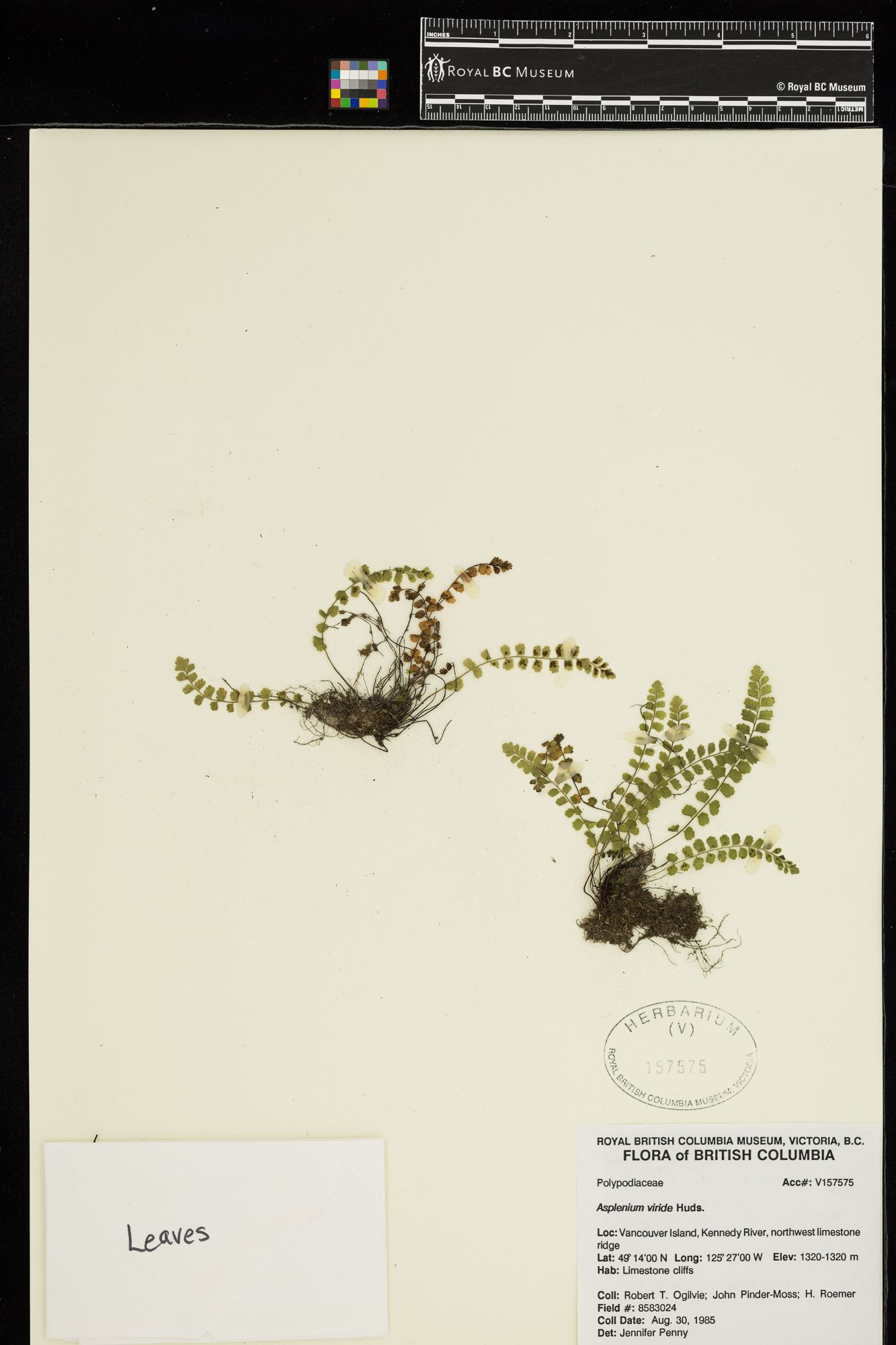 Image representing Asplenium viride.