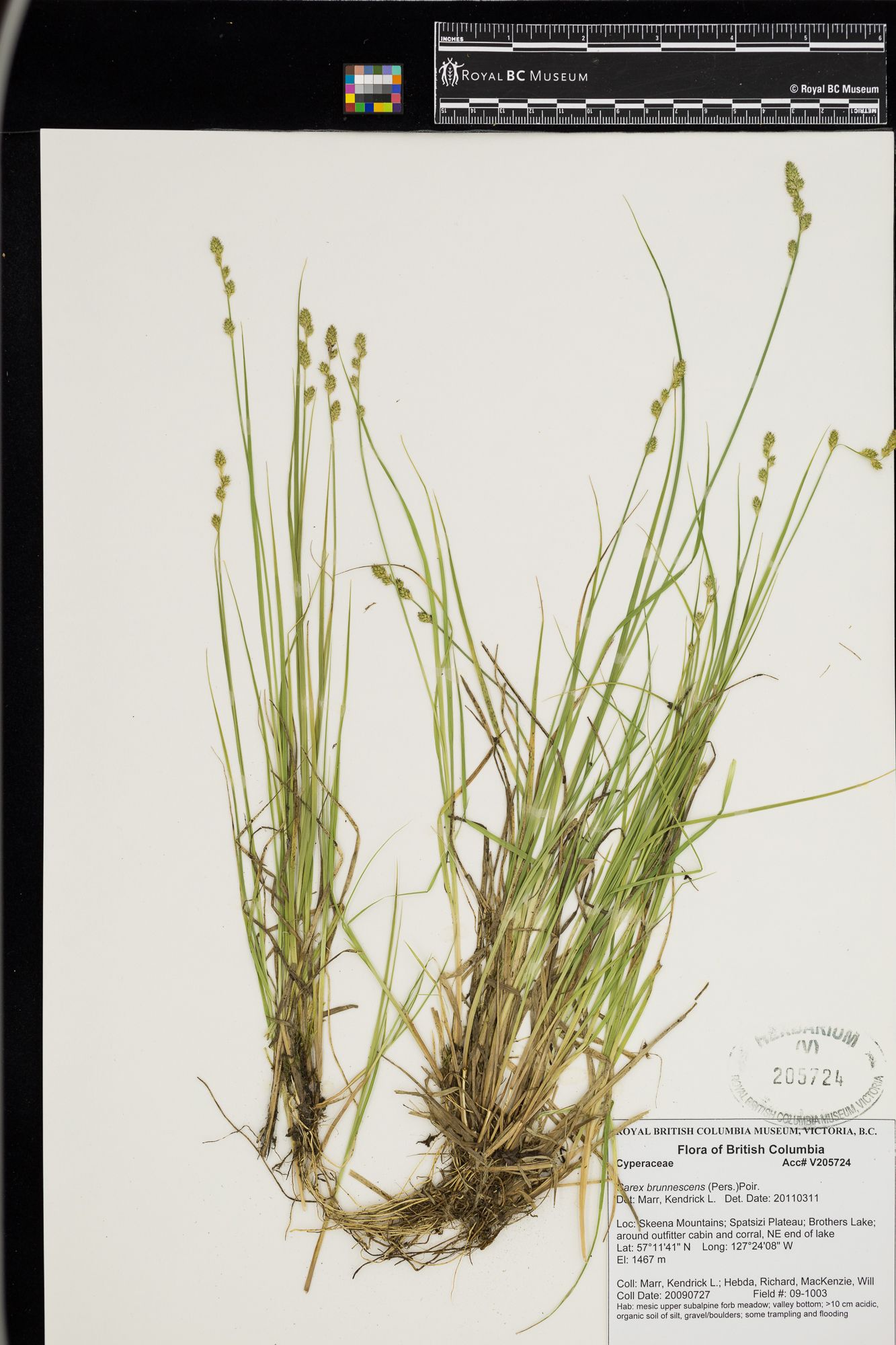 Image representing Carex brunnescens.