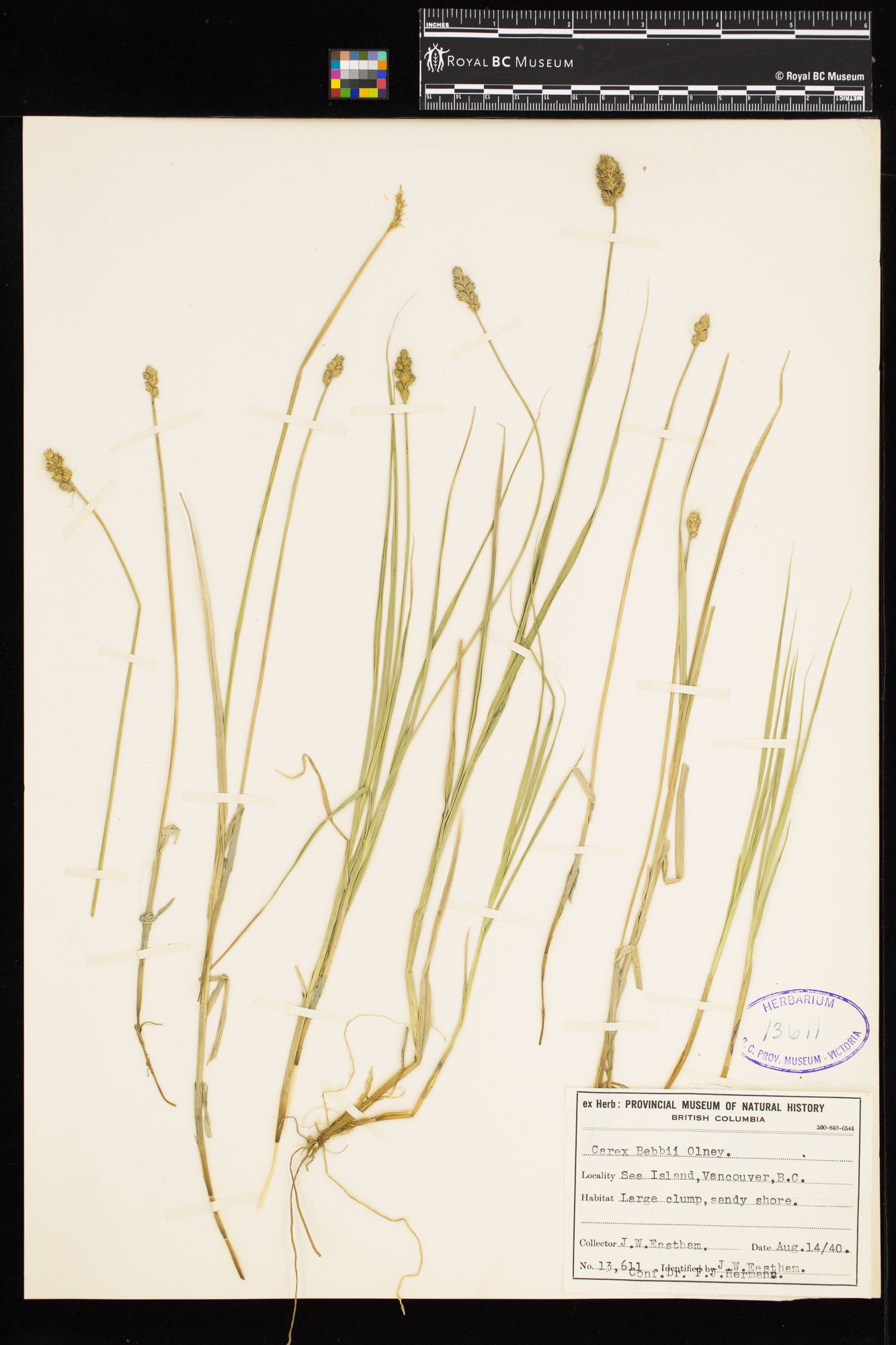 Image representing Carex bebbii.
