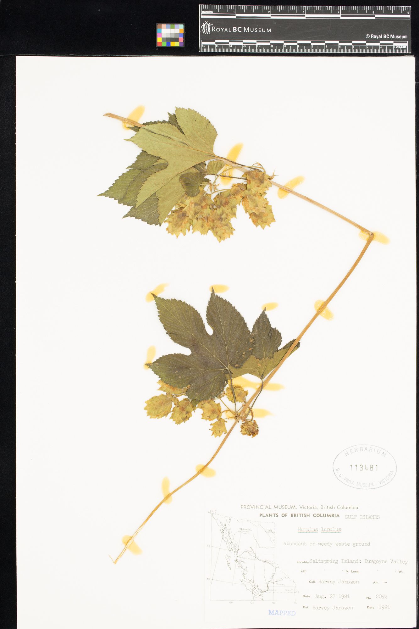 Image représentant Humulus lupulus