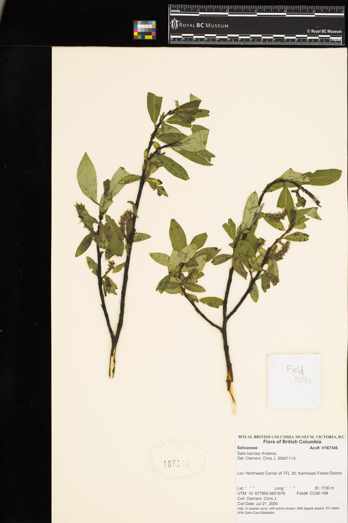 Image representing Salix barclayi.