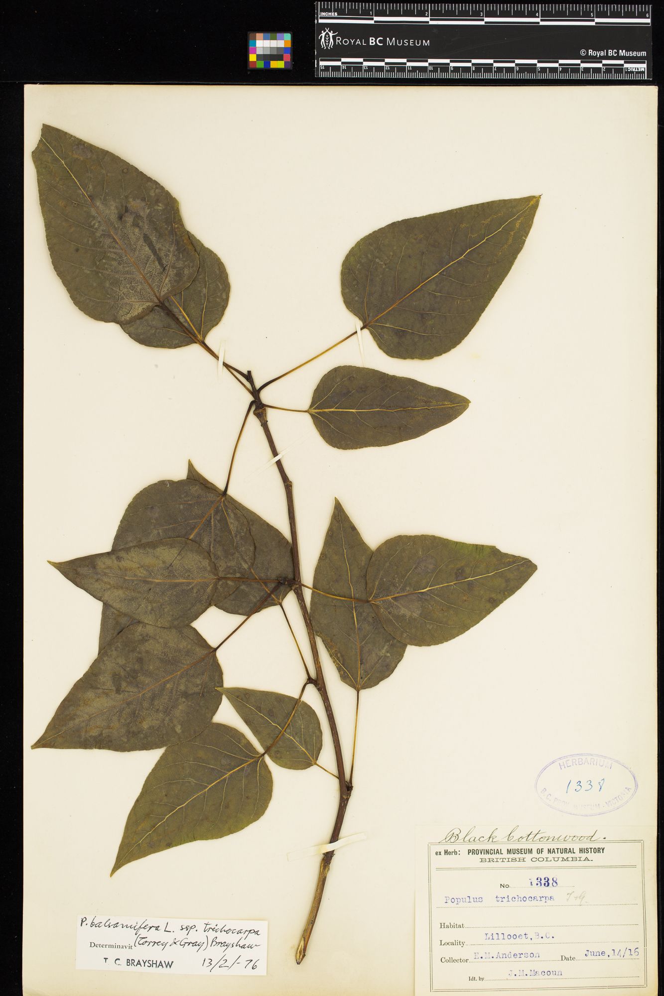 Image représentant Populus balsamifera ssp. trichocarpa