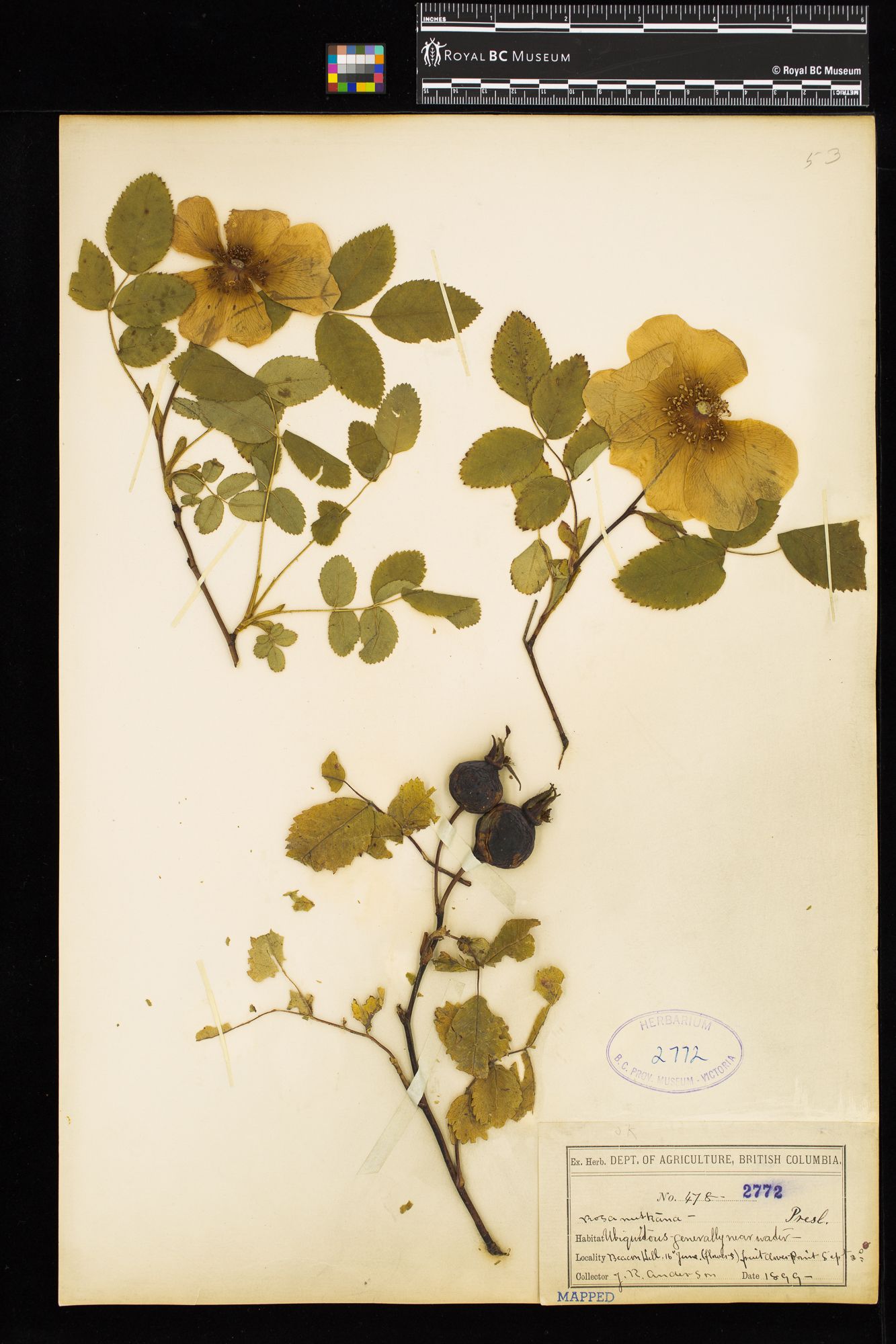 Image representing Rosa nutkana.