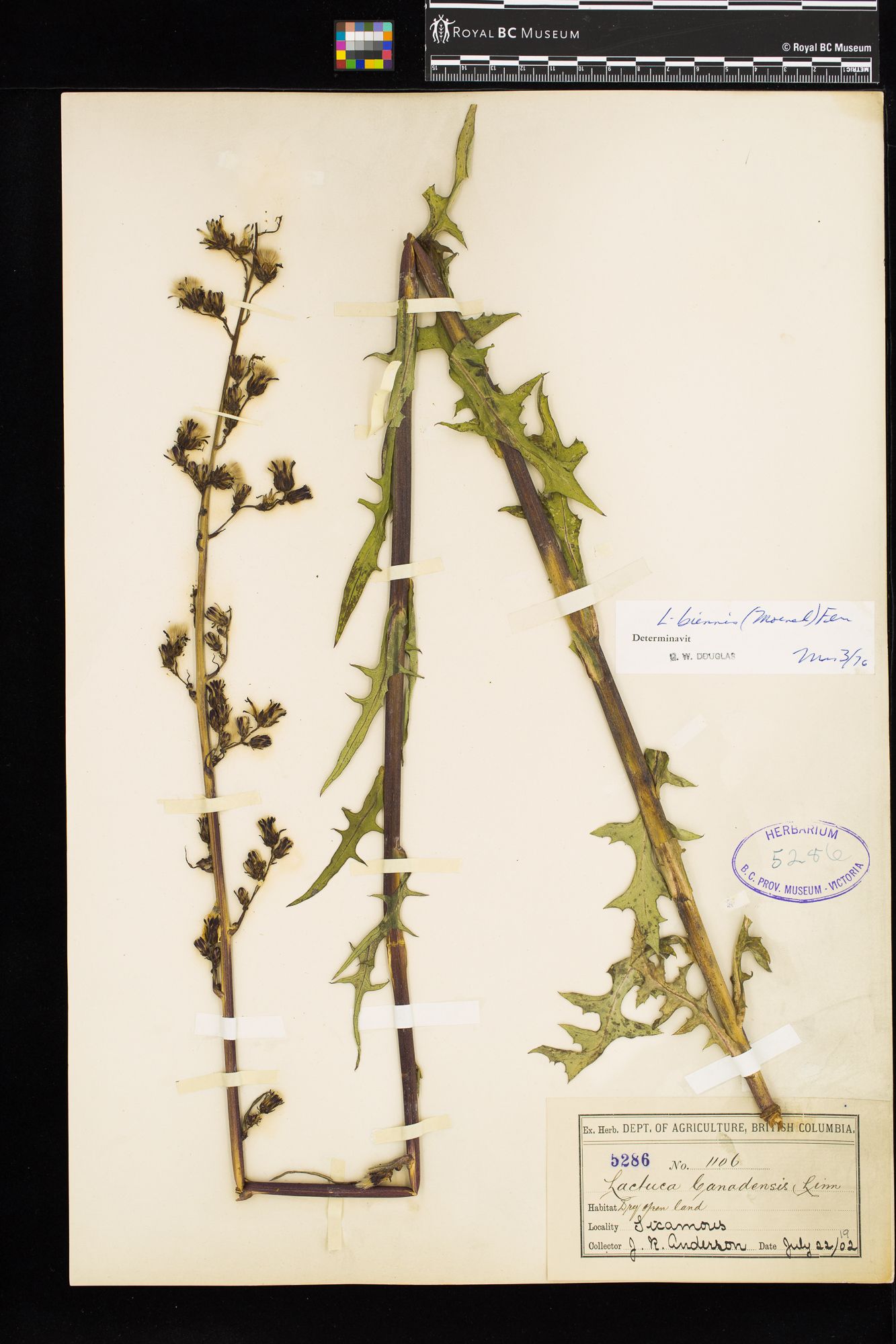 Image representing Lactuca biennis.