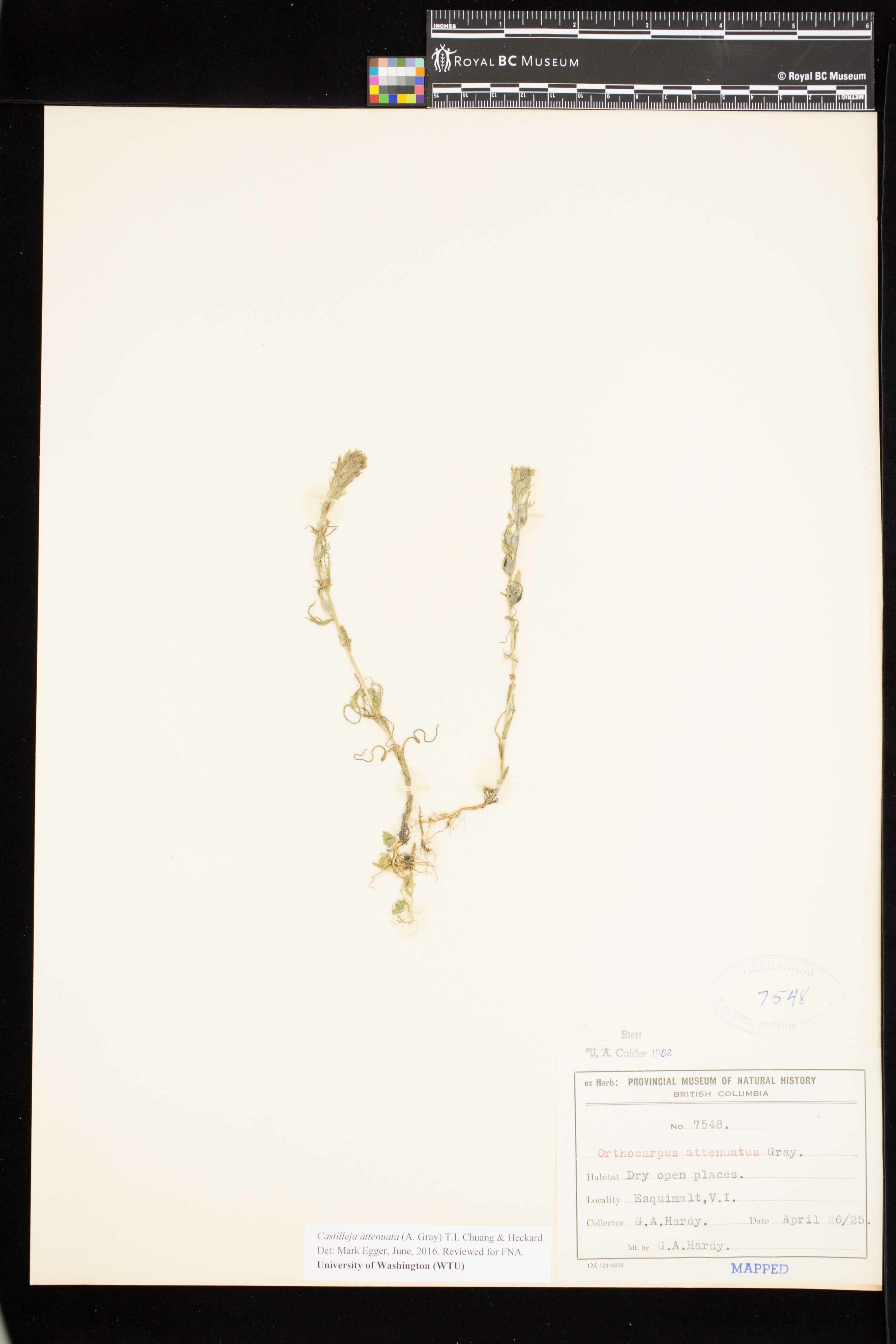 Image representing Castilleja attenuata.