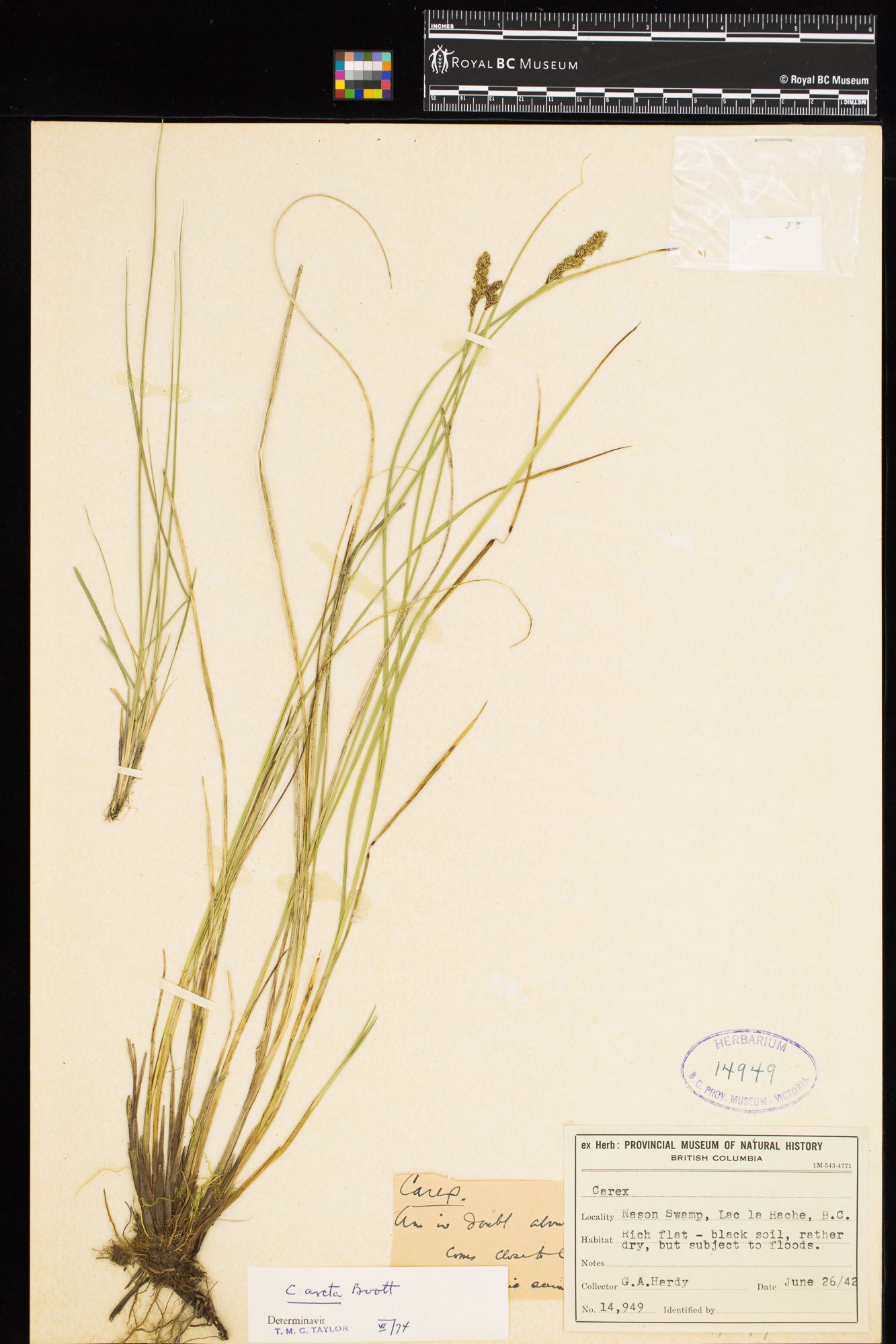Image representing Carex arcta.