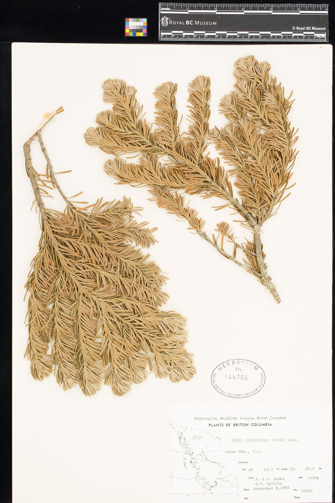 Image representing Abies lasiocarpa.