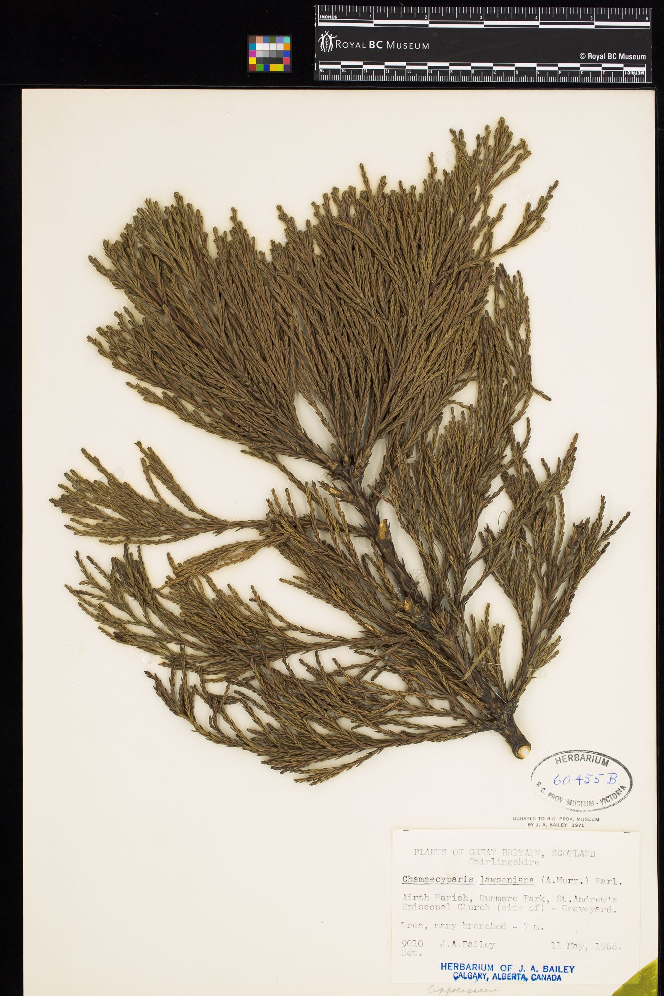 Image representing Chamaecyparis lawsoniana.