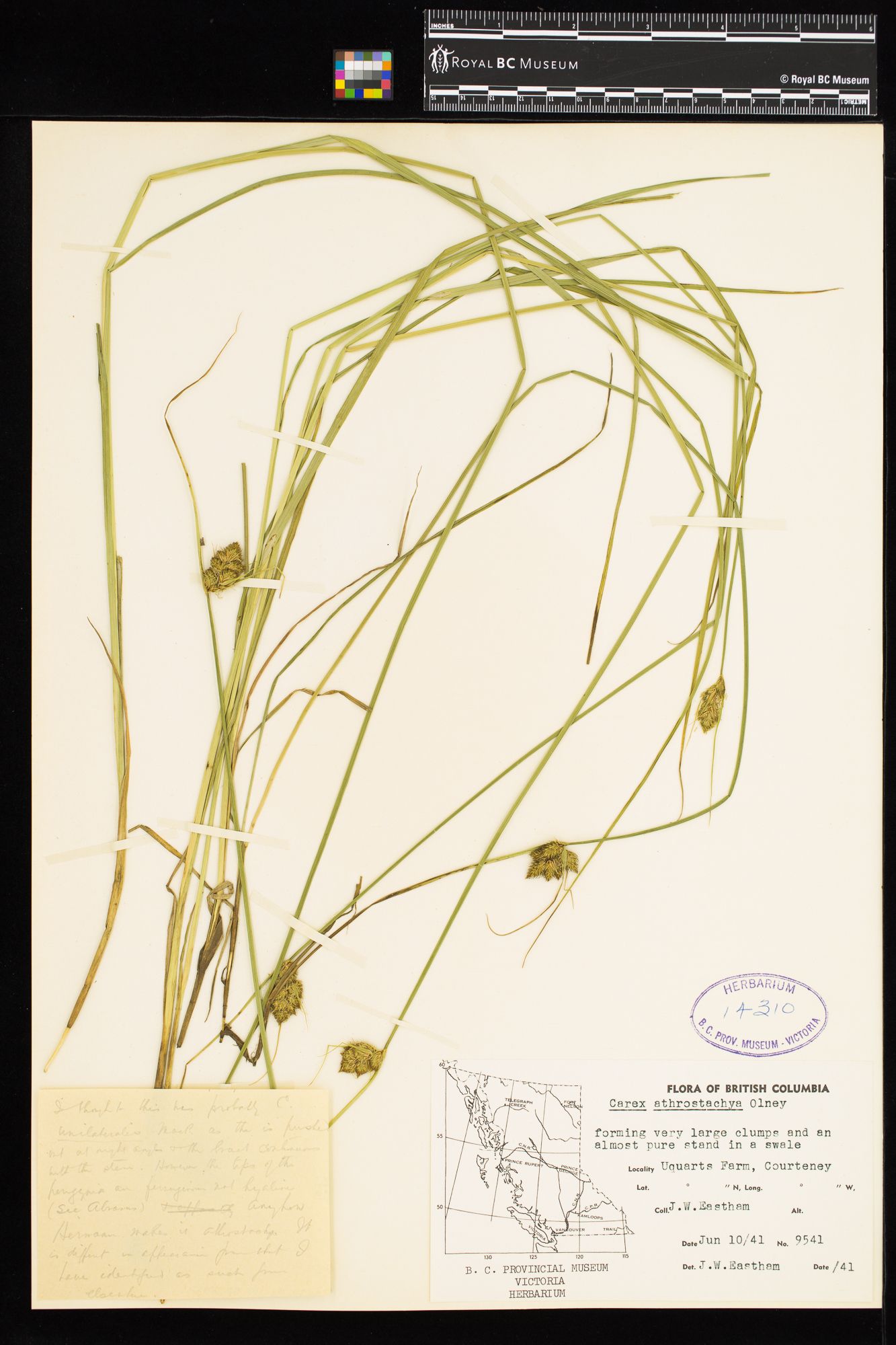 Image representing Carex athrostachya.