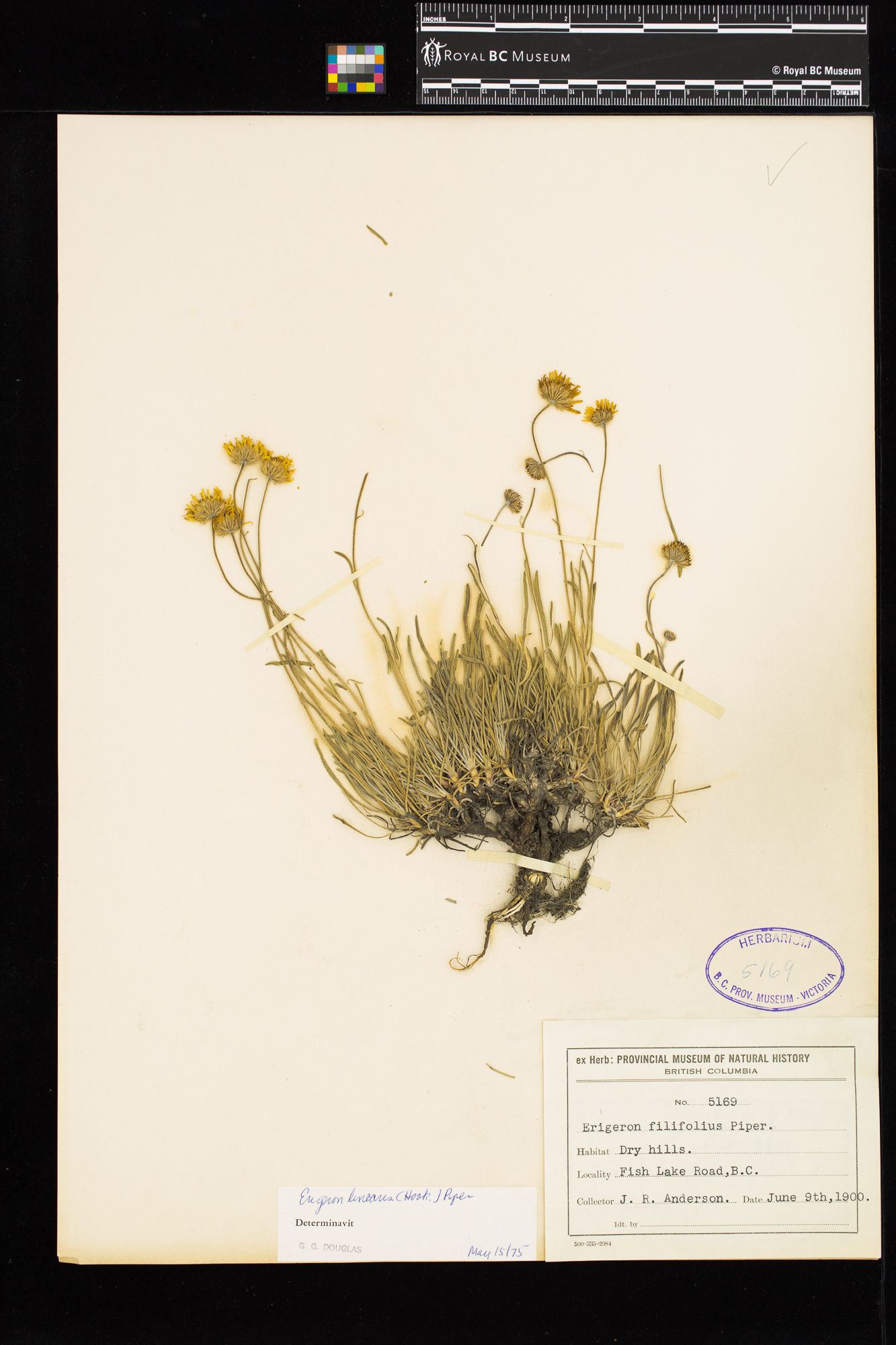 Image representing Erigeron linearis.