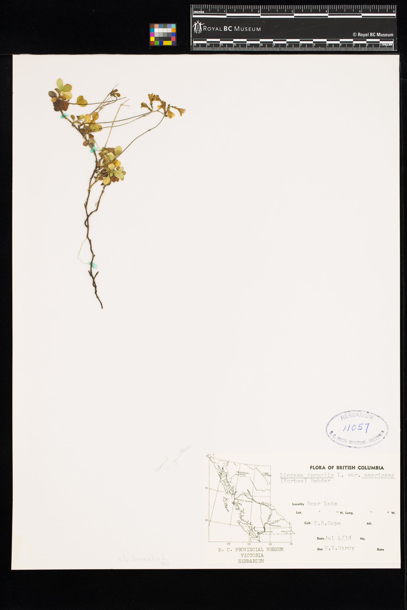 Image representing Linnaea borealis ssp. longiflora.