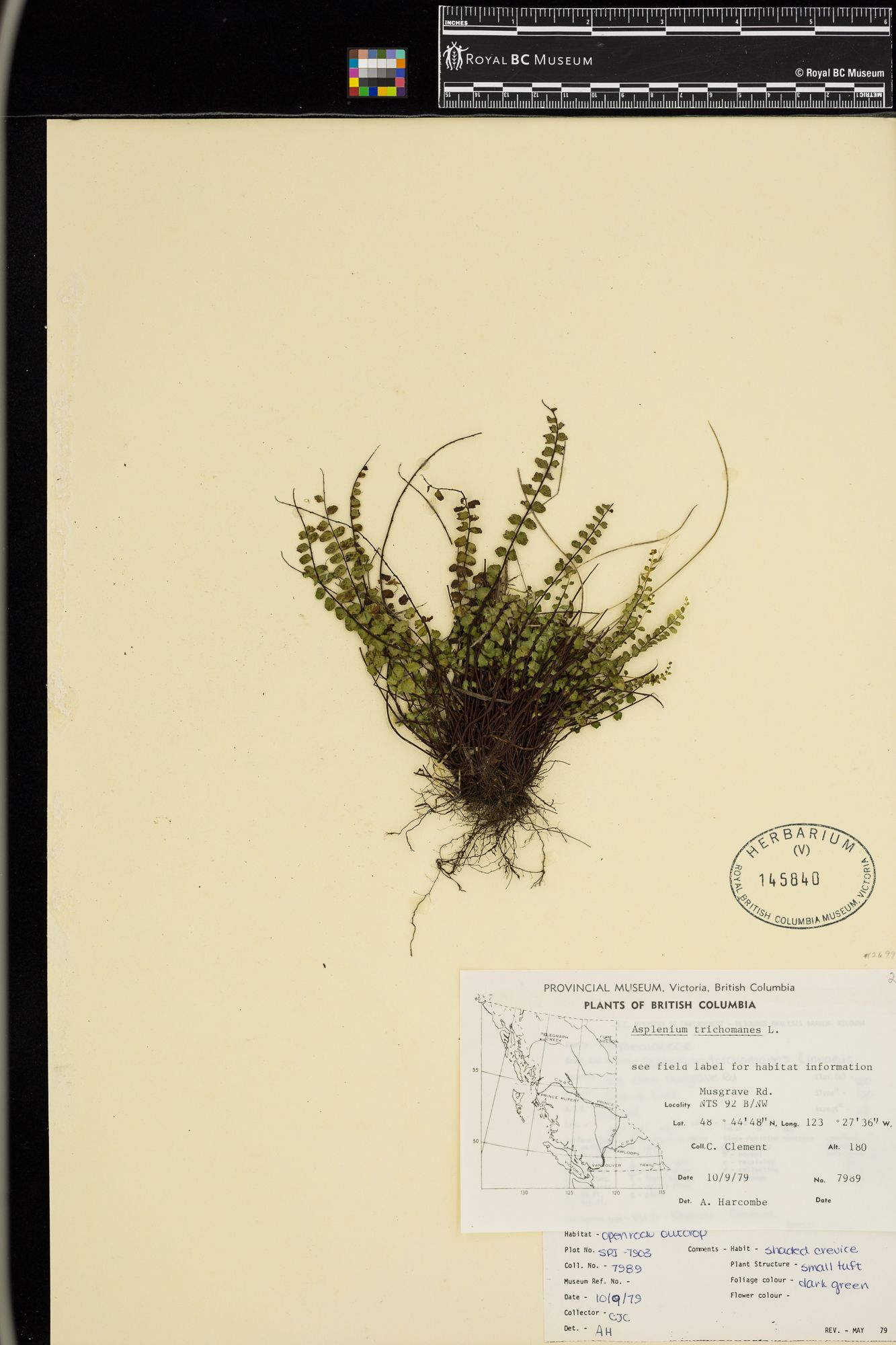 Image representing Asplenium trichomanes.