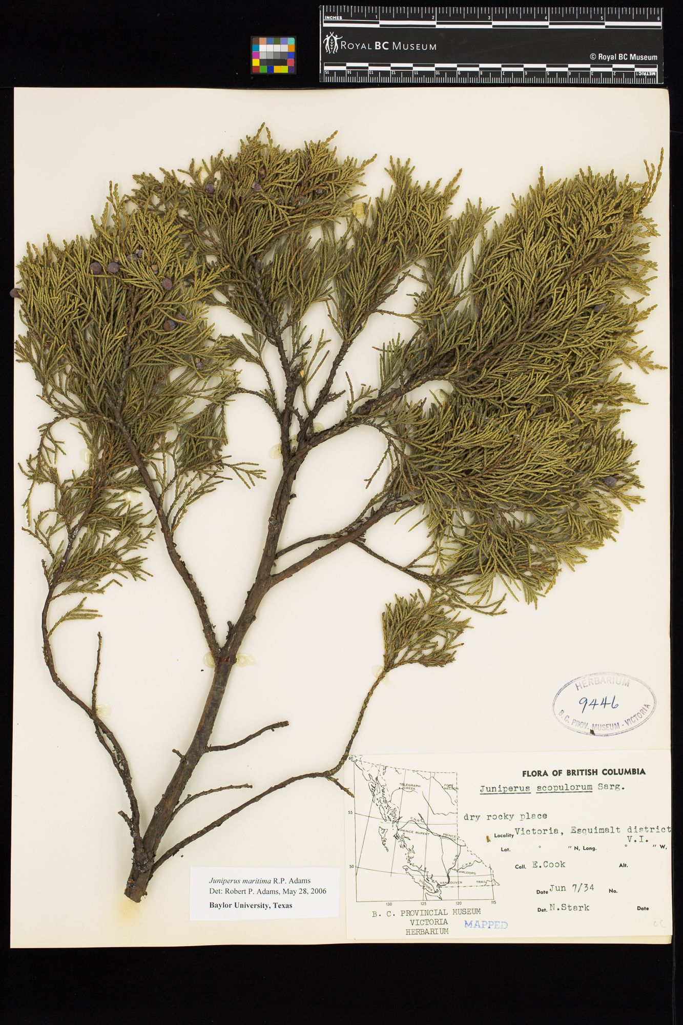 Image representing Juniperus scopulorum.