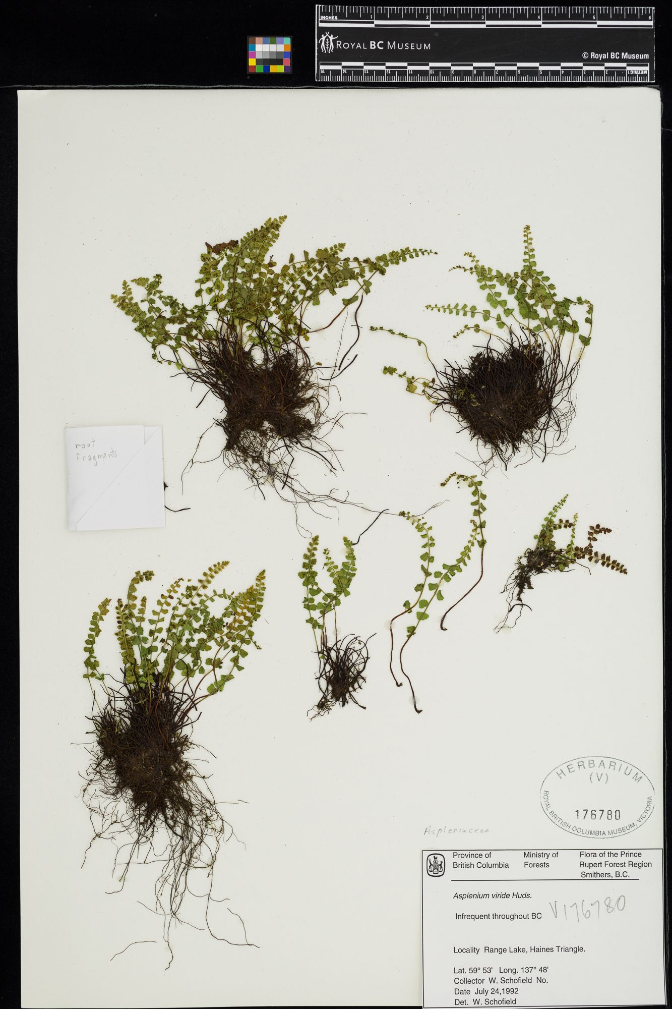 Image représentant Asplenium viride