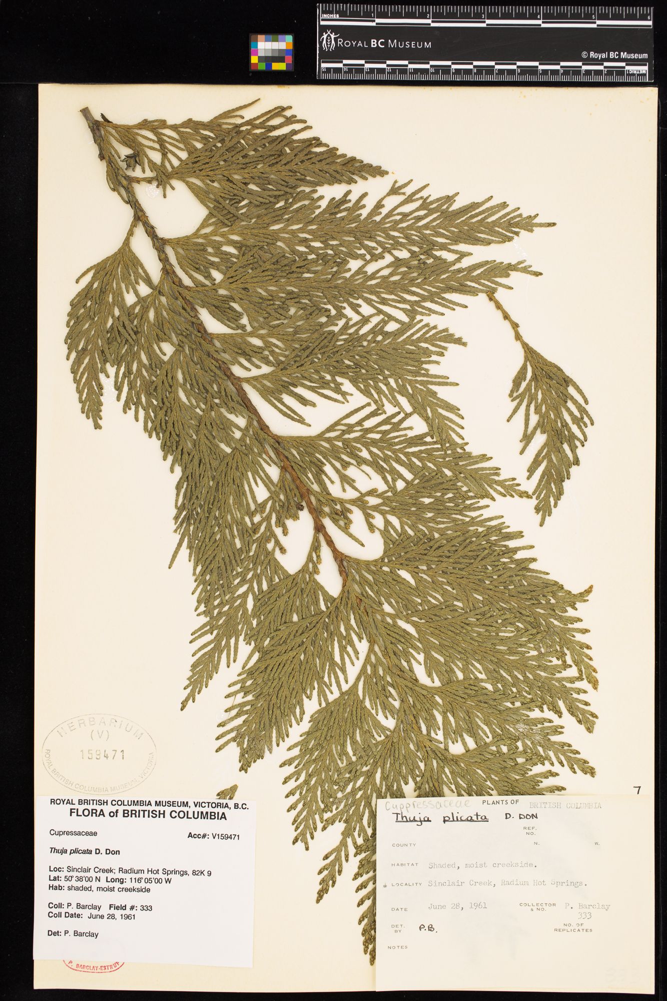 Image representing Thuja plicata.
