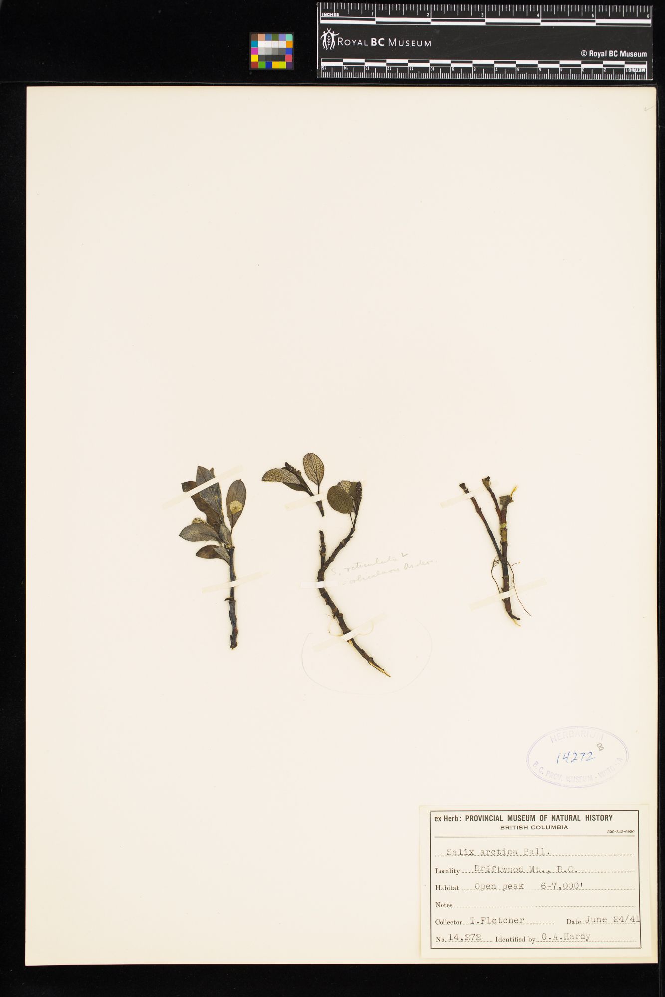 Image representing Salix arctica.