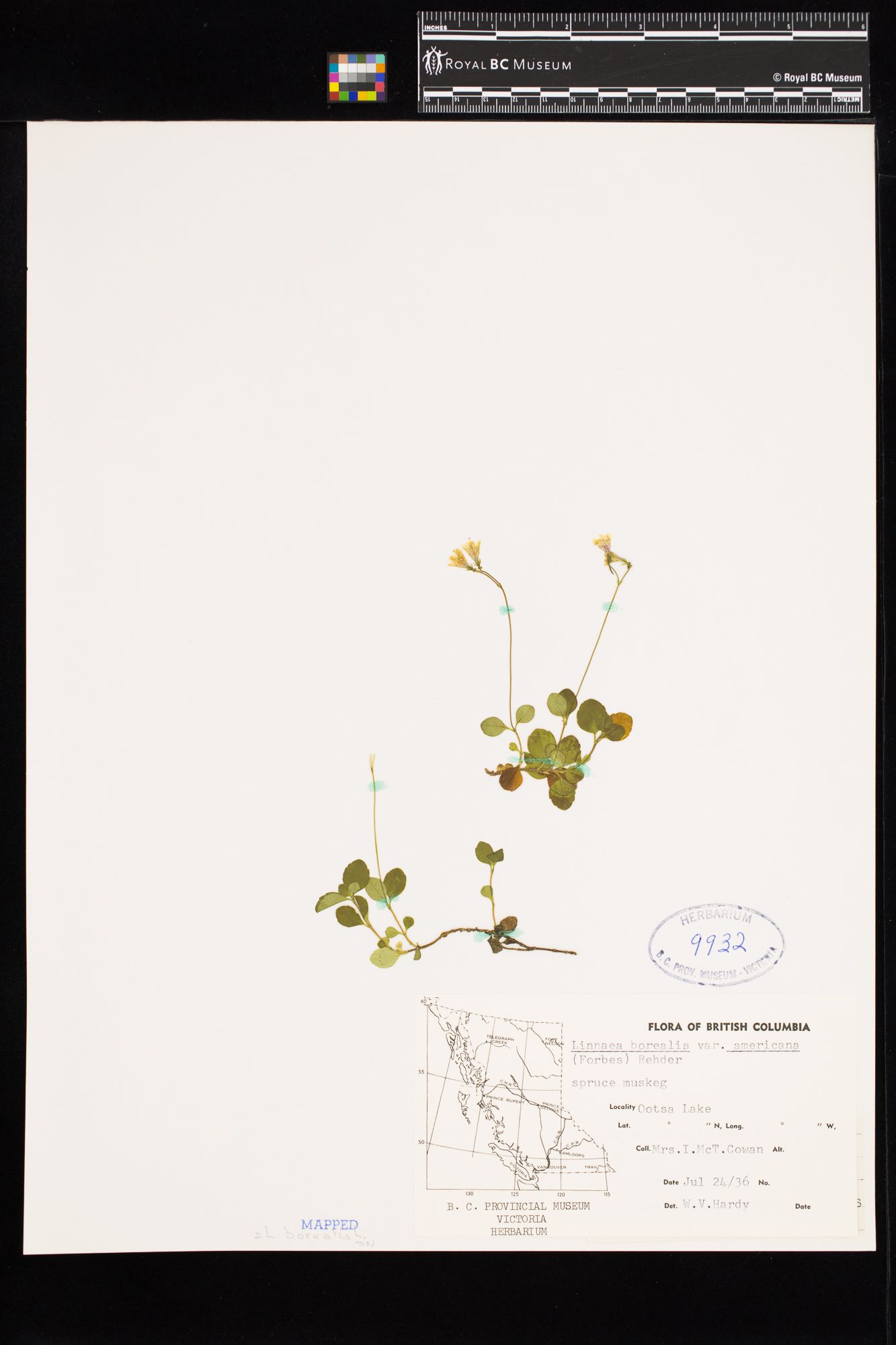 Image representing Linnaea borealis ssp. longiflora.