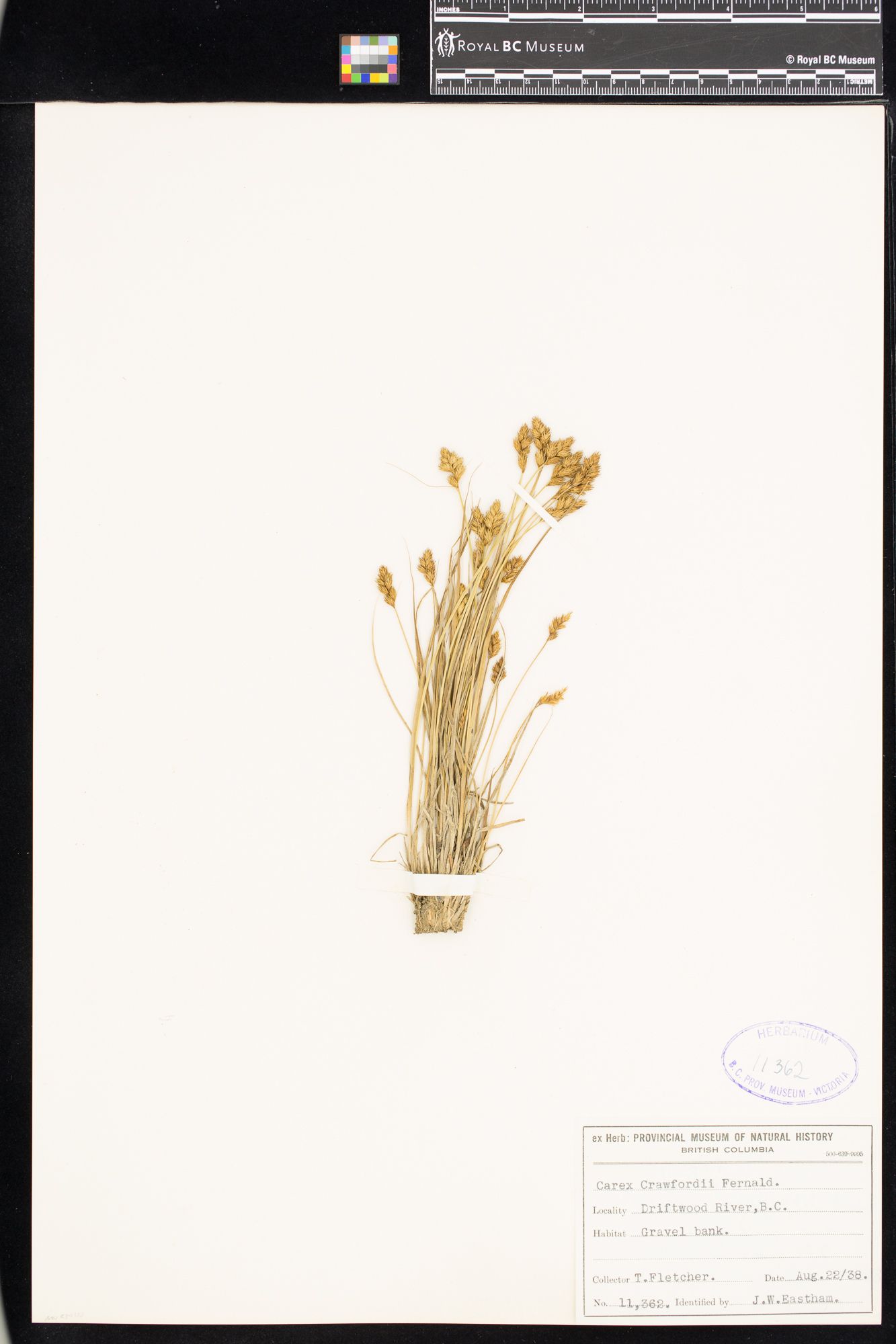 Image representing Carex crawfordii.