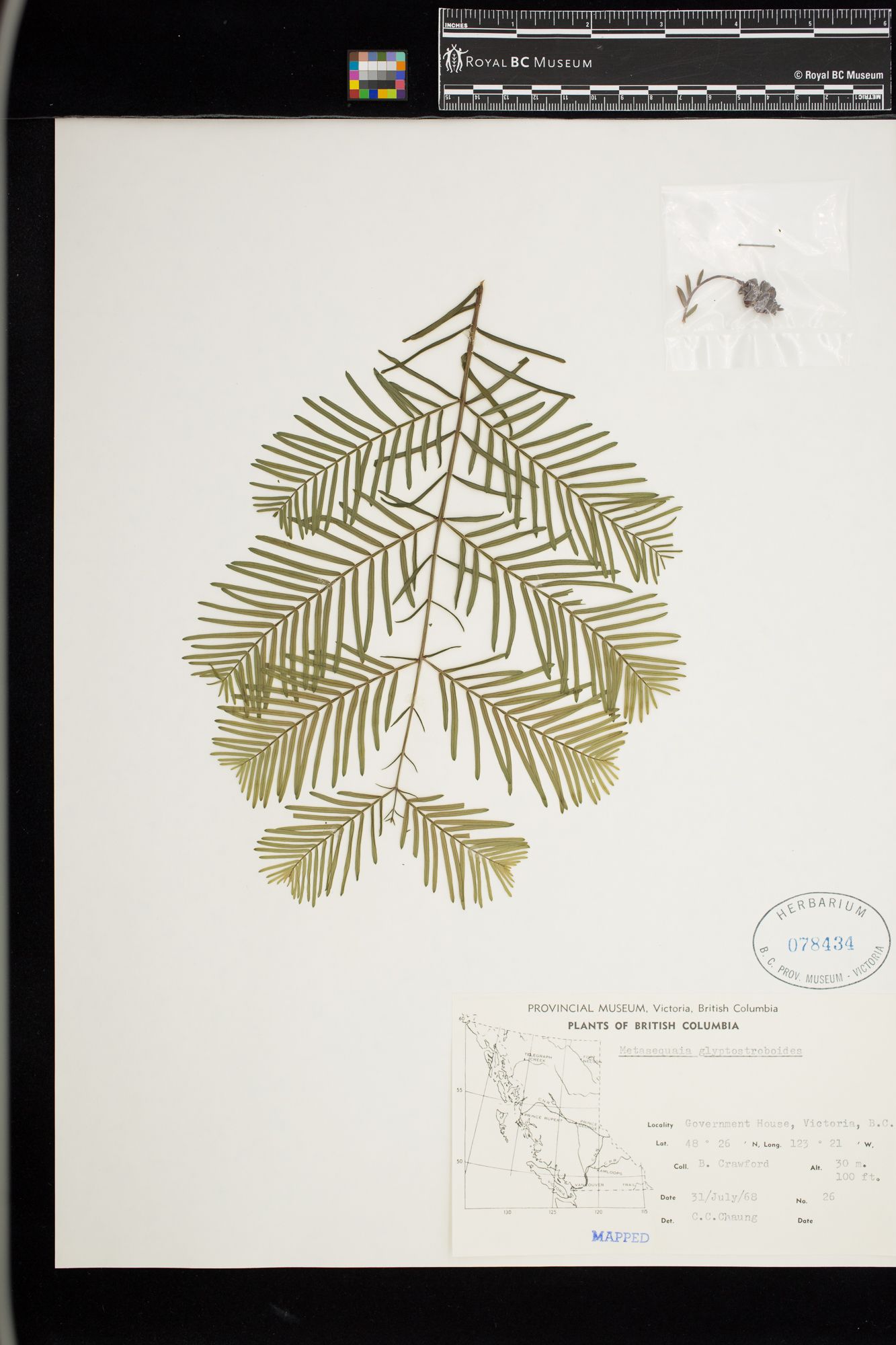 Image representing Metasequoia glyptostroboides.