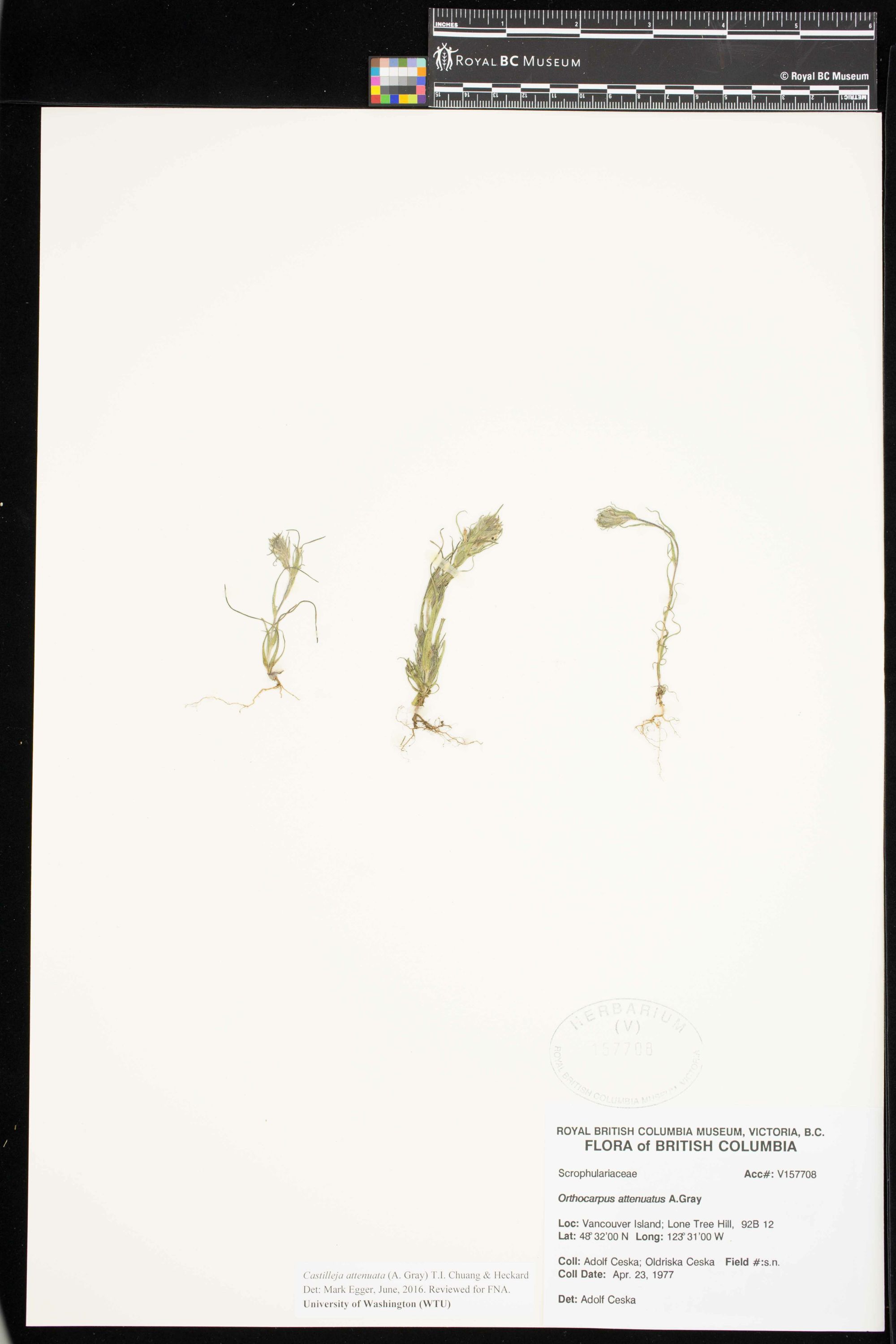 Image representing Castilleja attenuata.