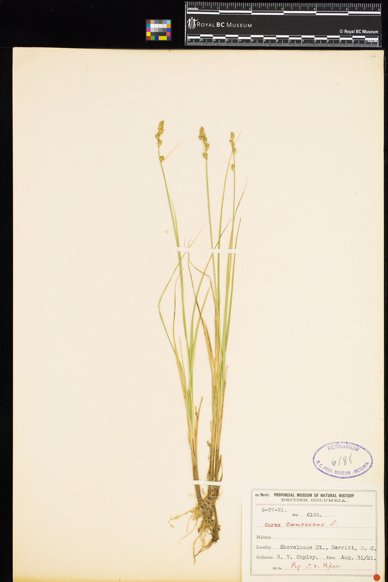 Image representing Carex canescens.