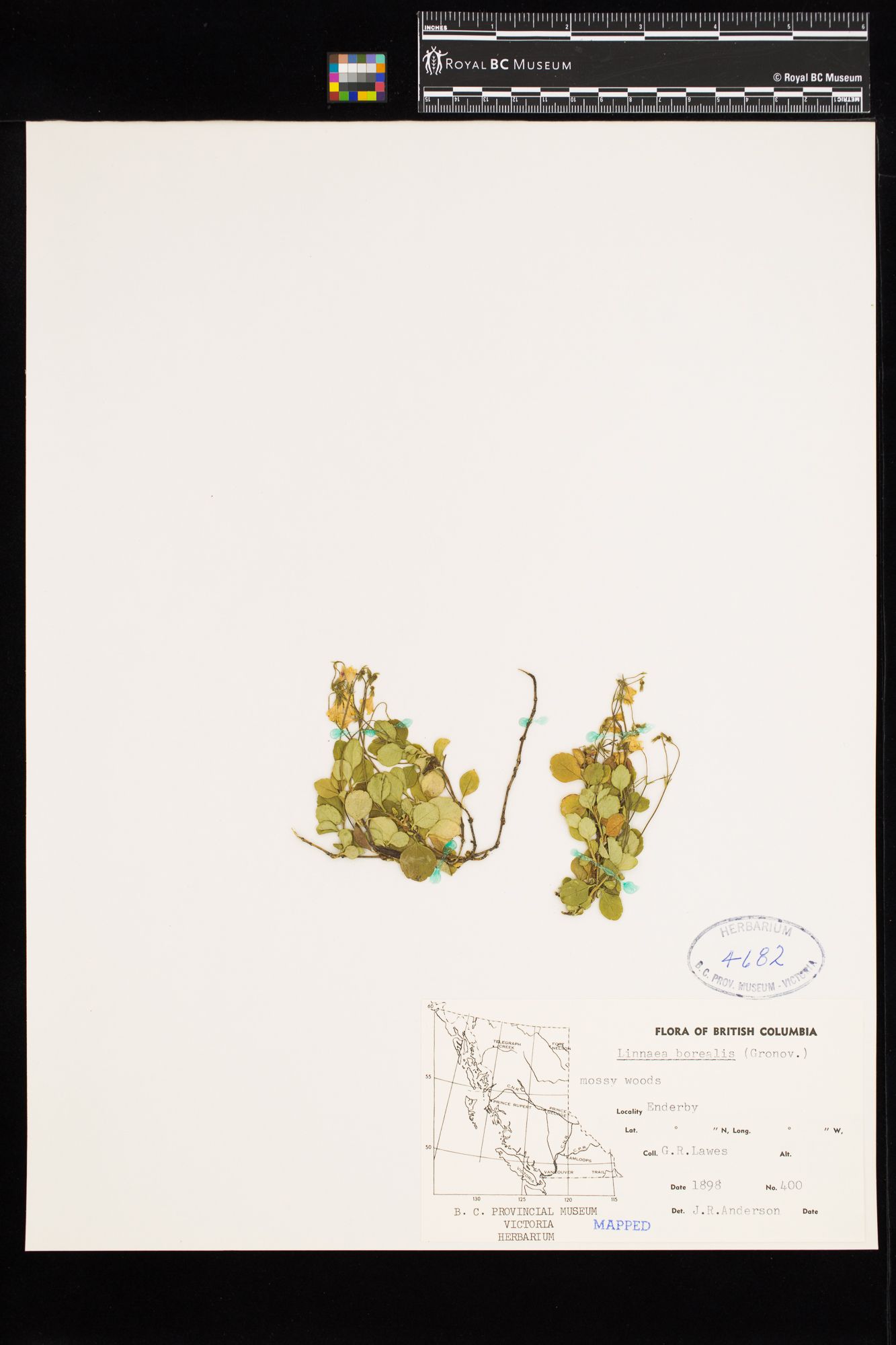 Image representing Linnaea borealis ssp. longiflora.