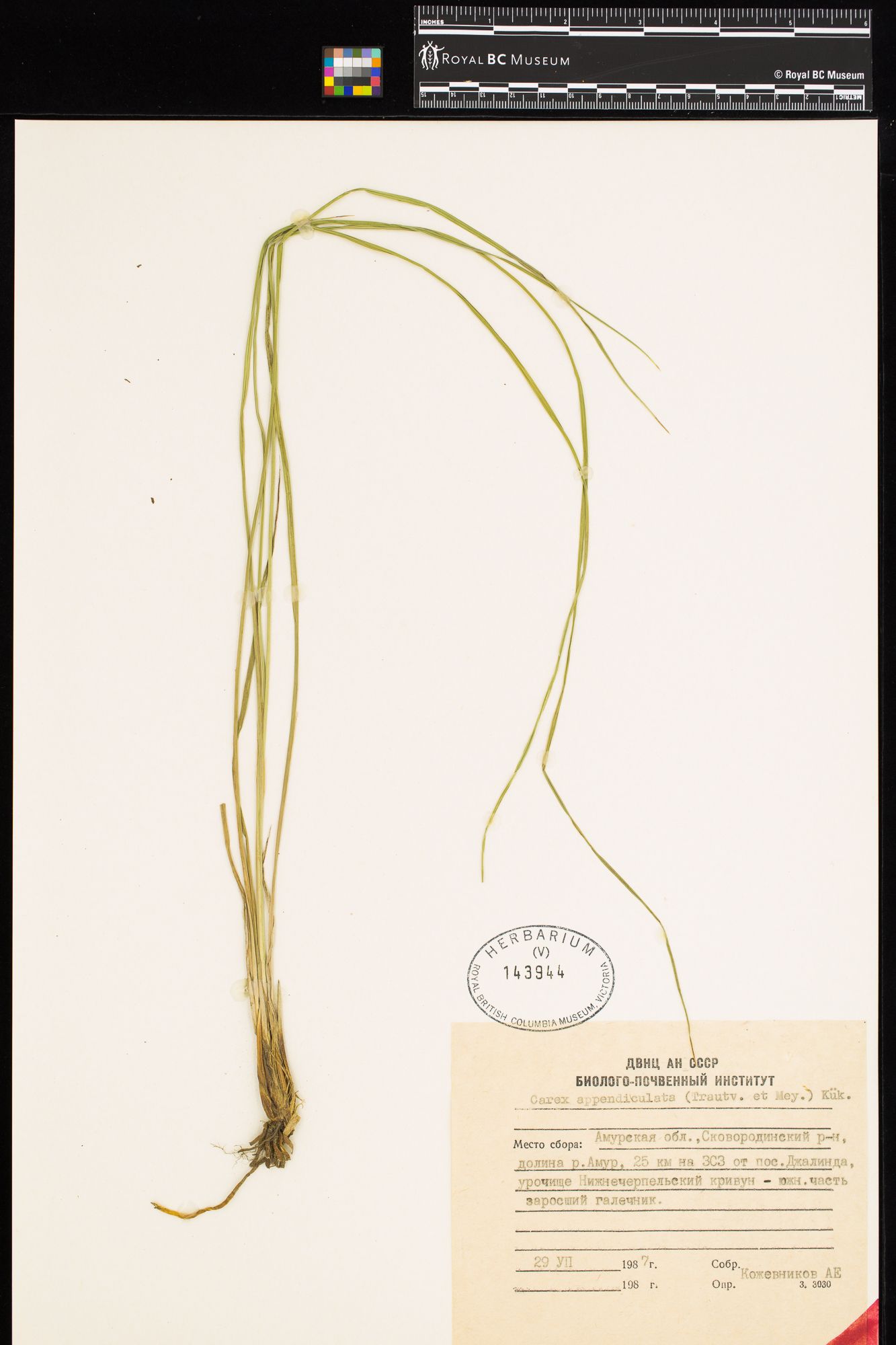 Image representing Carex appendiculata.