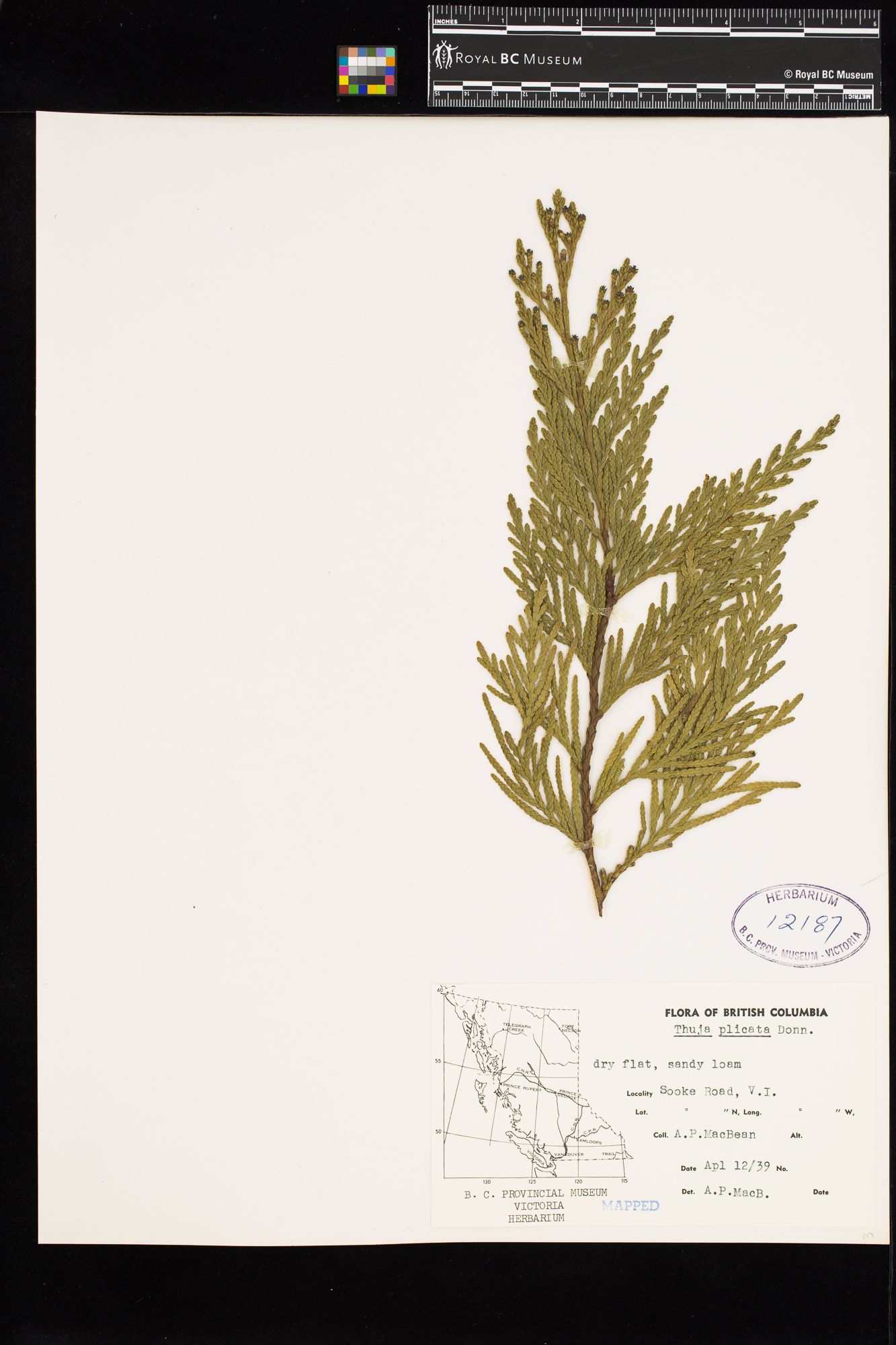 Image representing Thuja plicata.