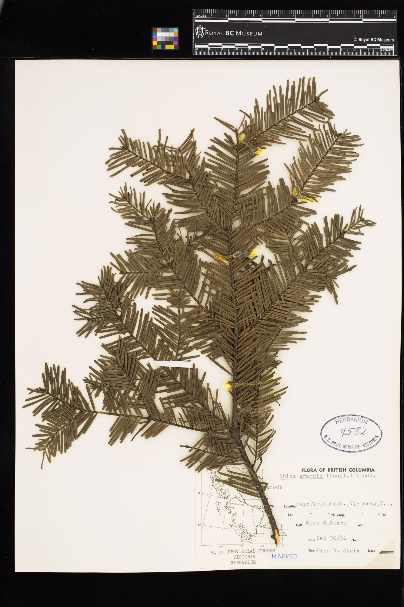 Image representing Abies grandis.