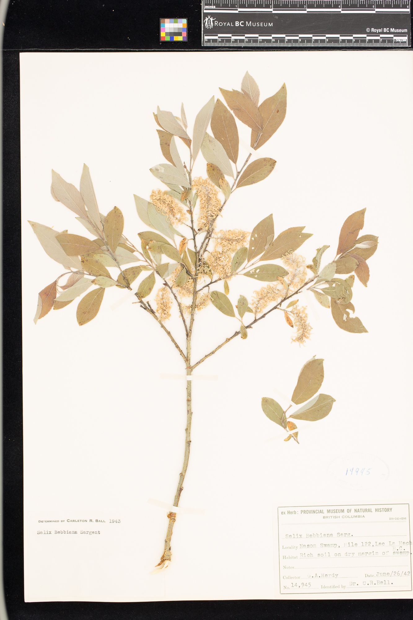Image representing Salix bebbiana.
