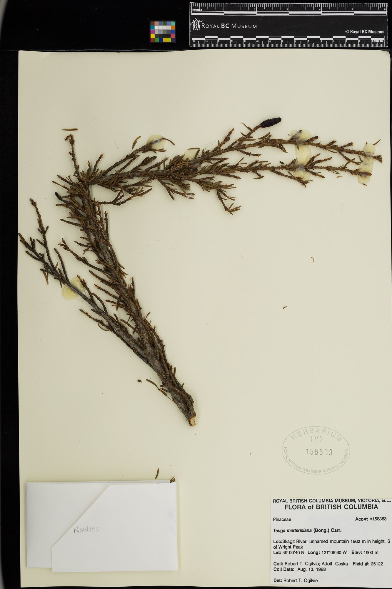 Image representing Tsuga mertensiana.