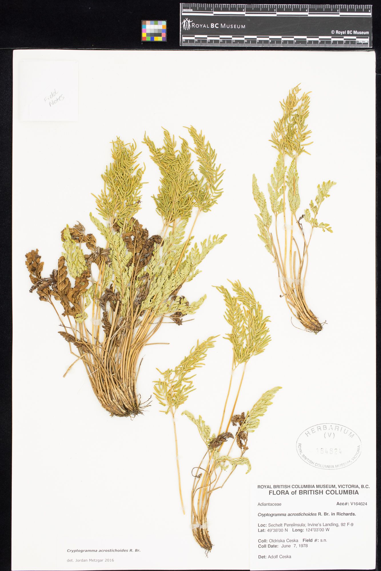 Image representing Cryptogramma acrostichoides.