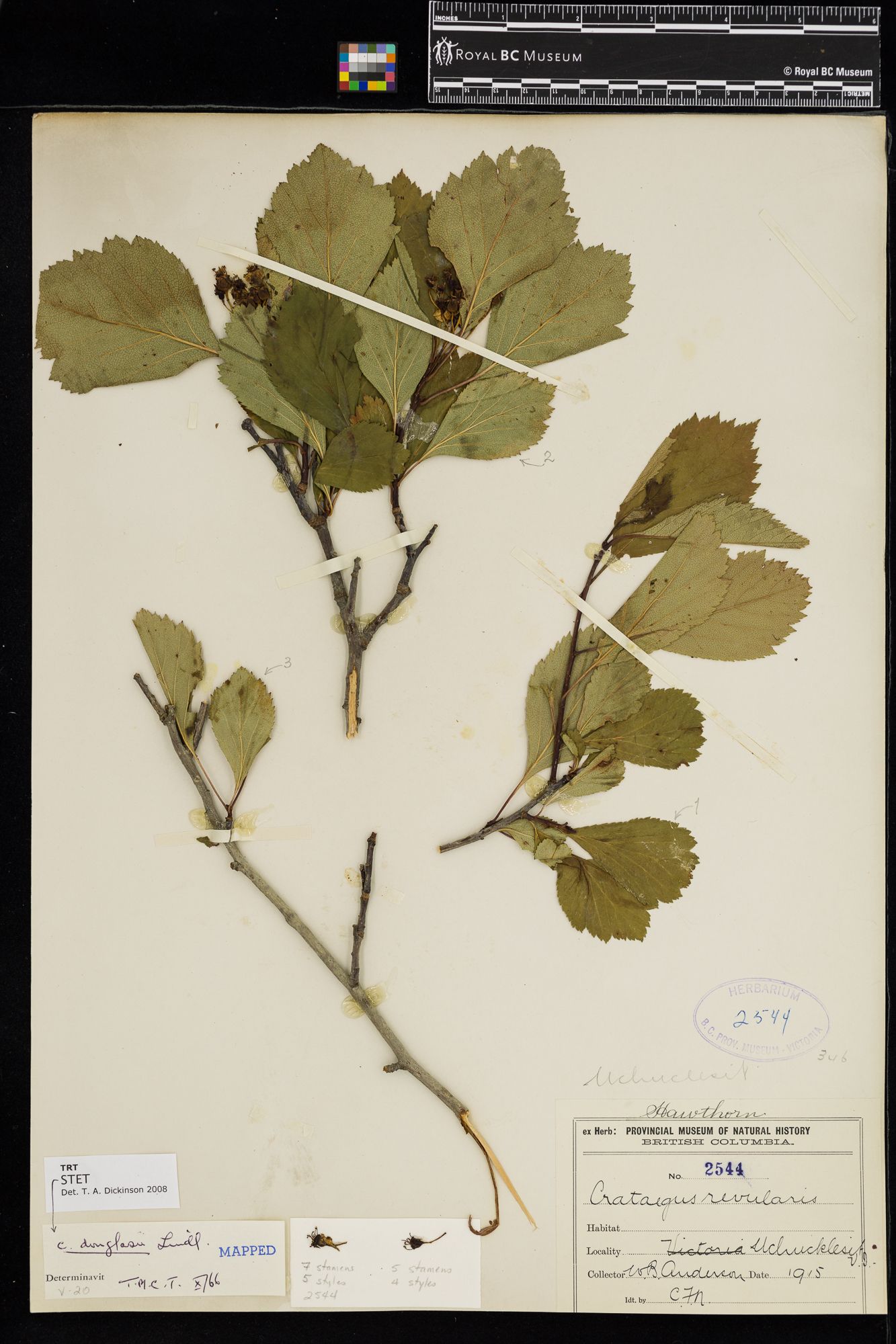 Image representing Crataegus douglasii.