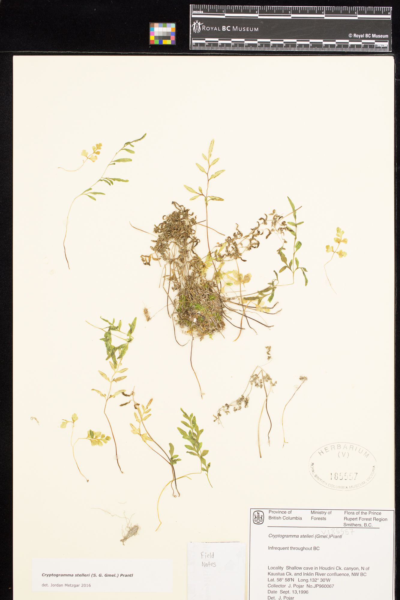 Image representing Cryptogramma stelleri.