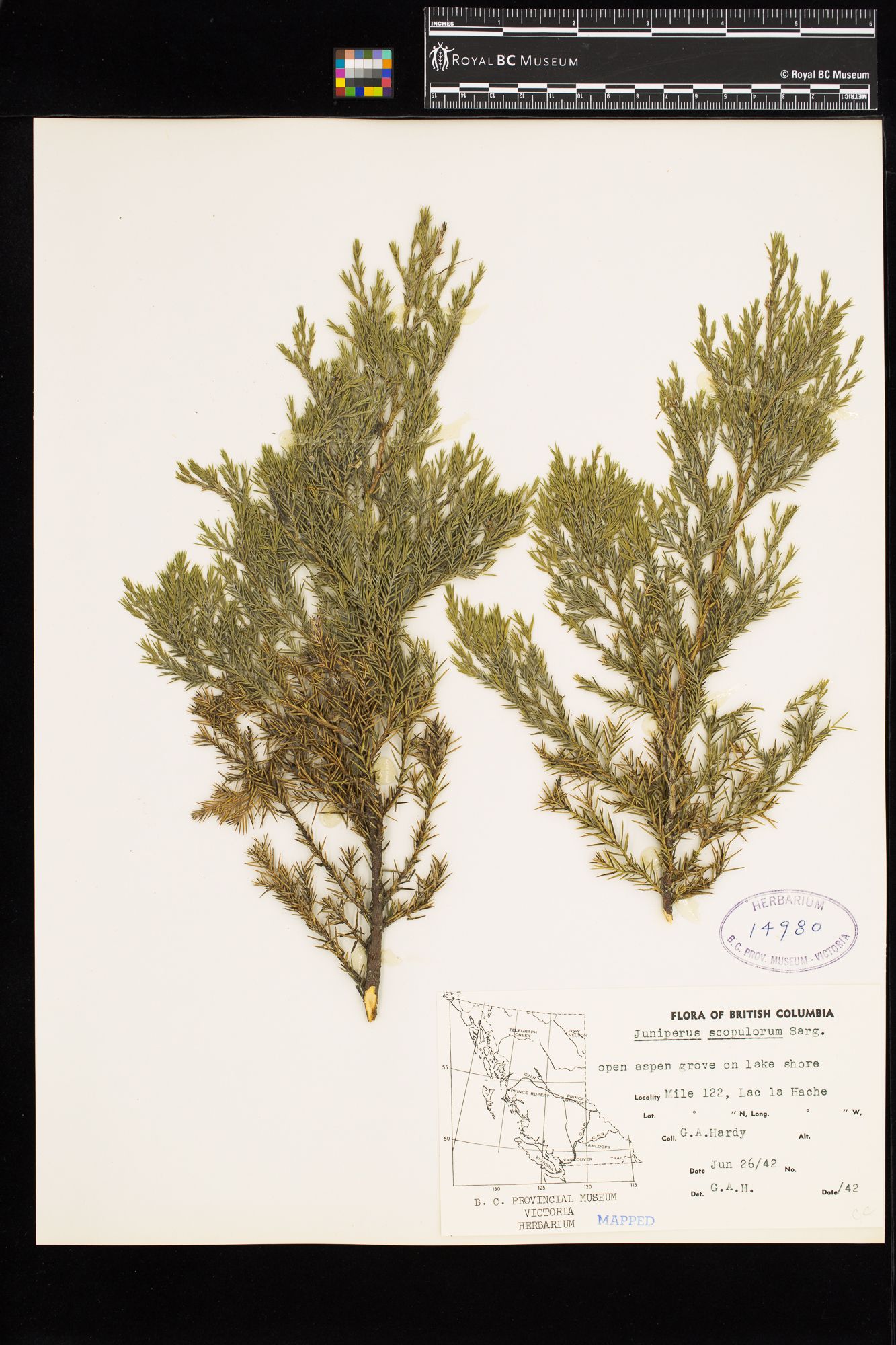 Image representing Juniperus scopulorum.