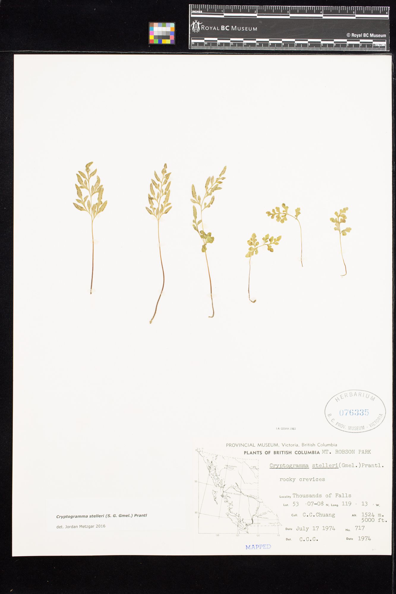 Image representing Cryptogramma stelleri.