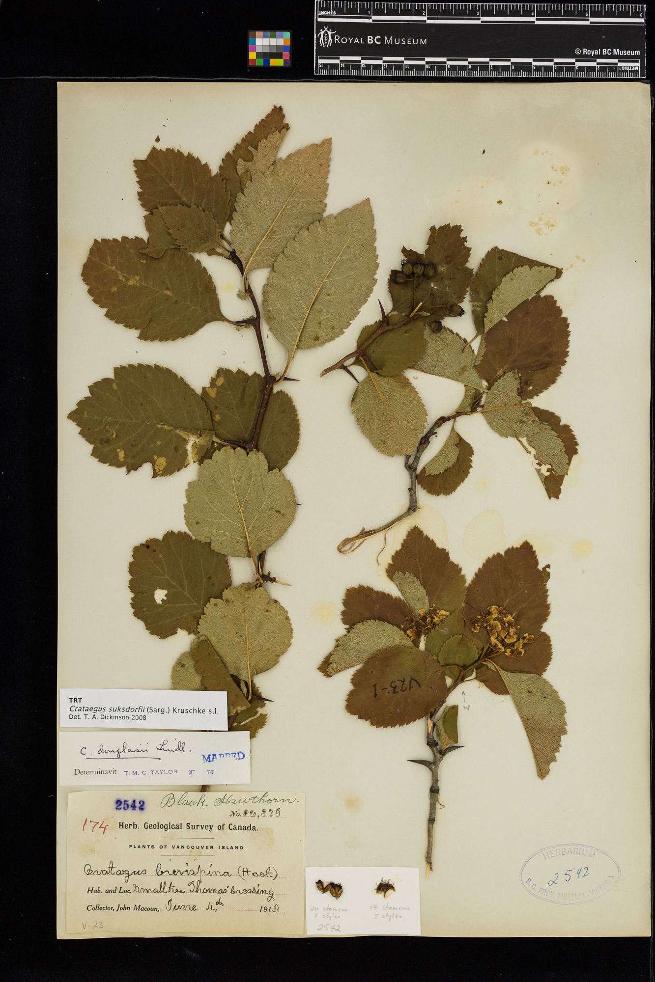 Image representing Crataegus suksdorfii.