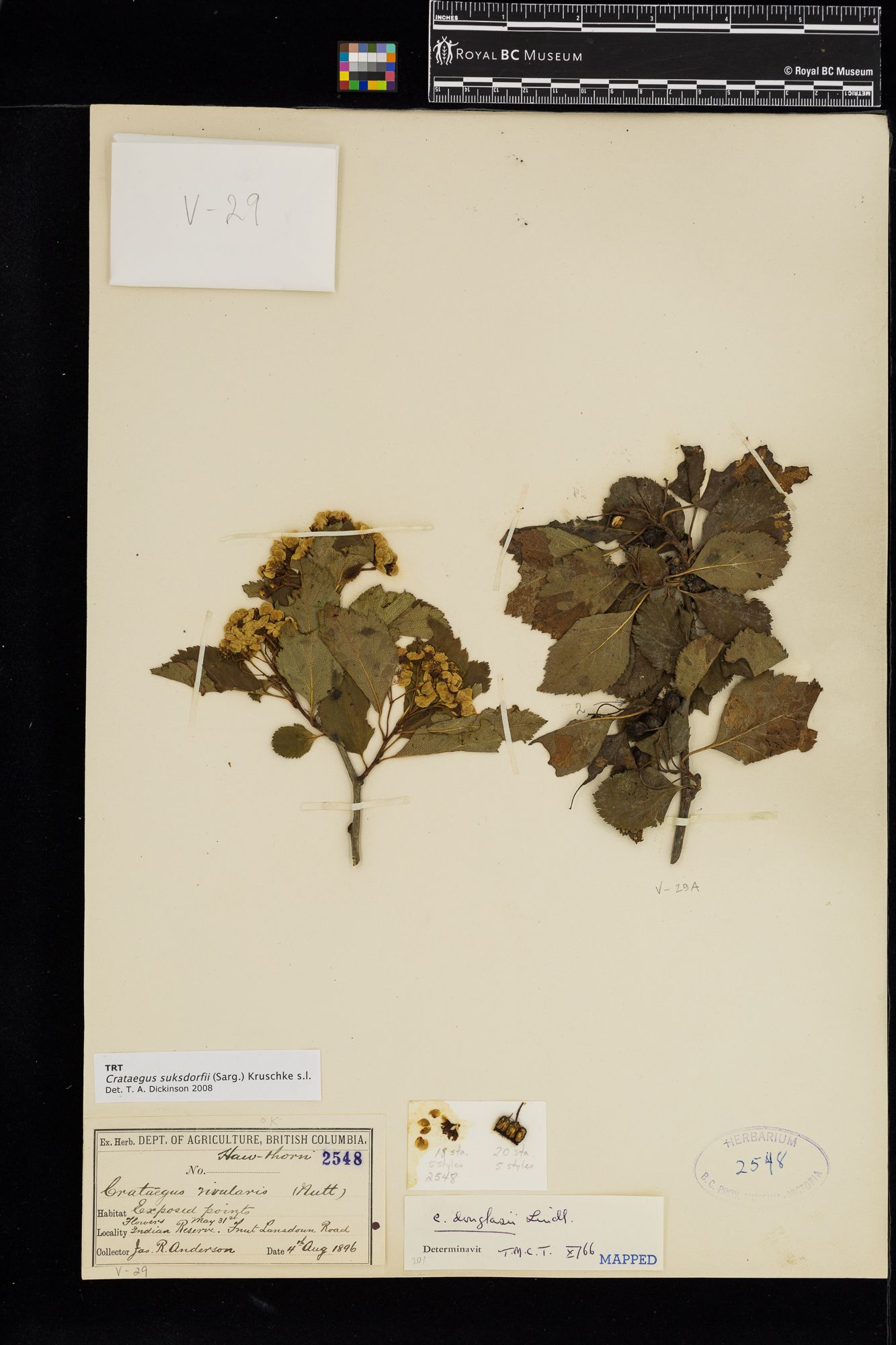 Image representing Crataegus douglasii.