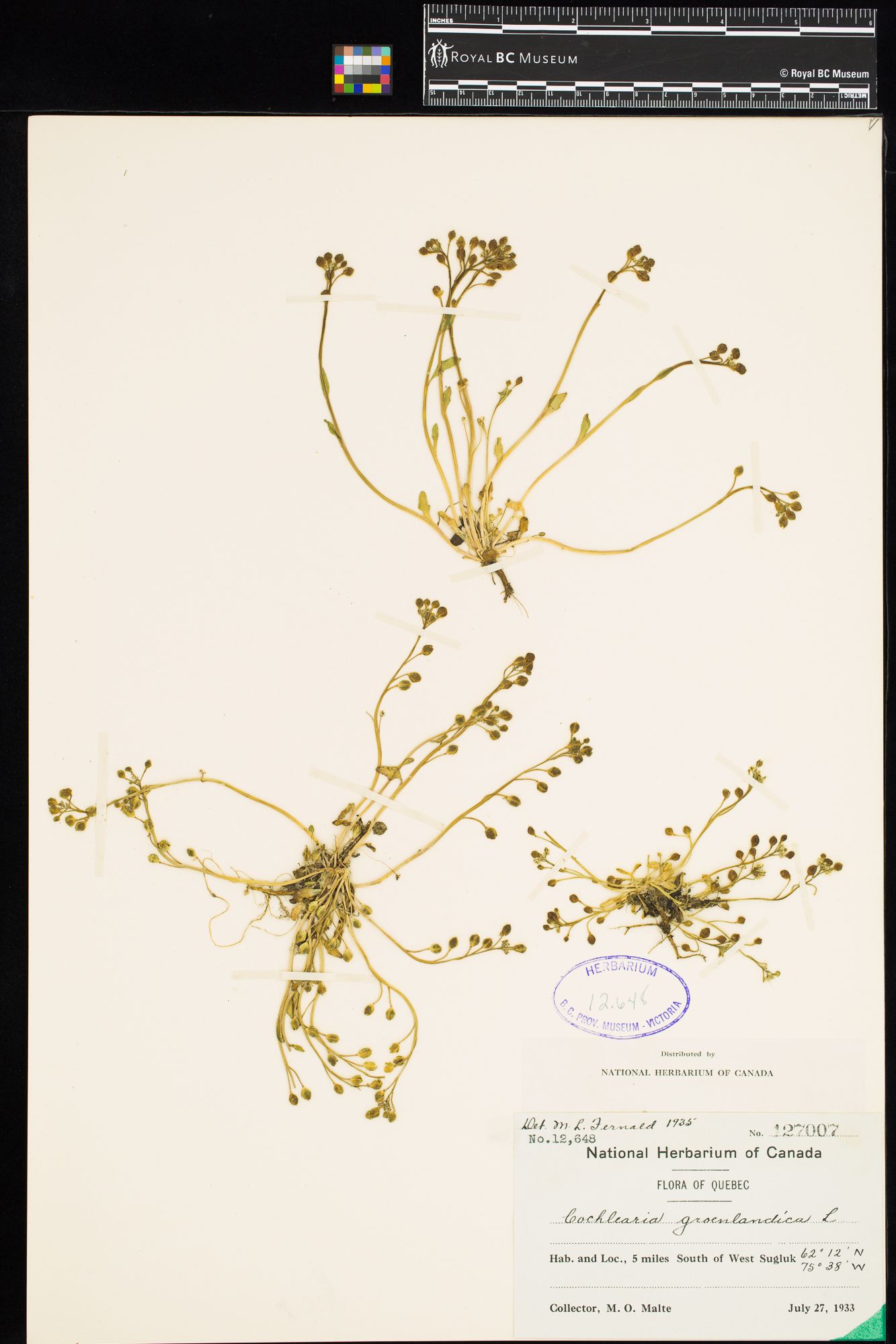 Image representing Oxytropis terrae-novae.