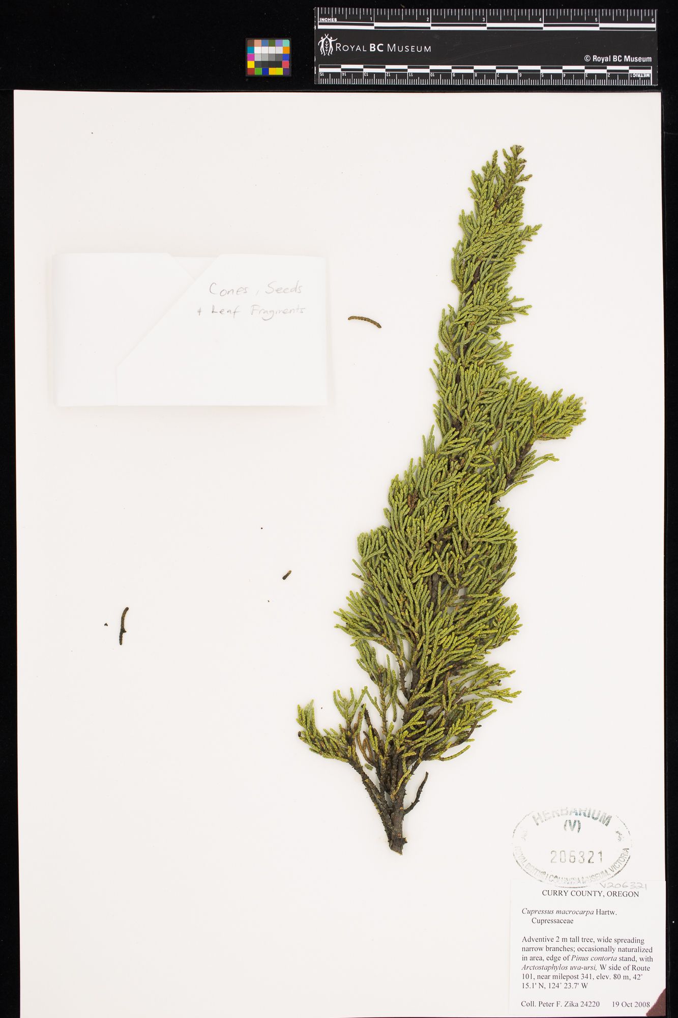 Image representing Cupressus macrocarpa.