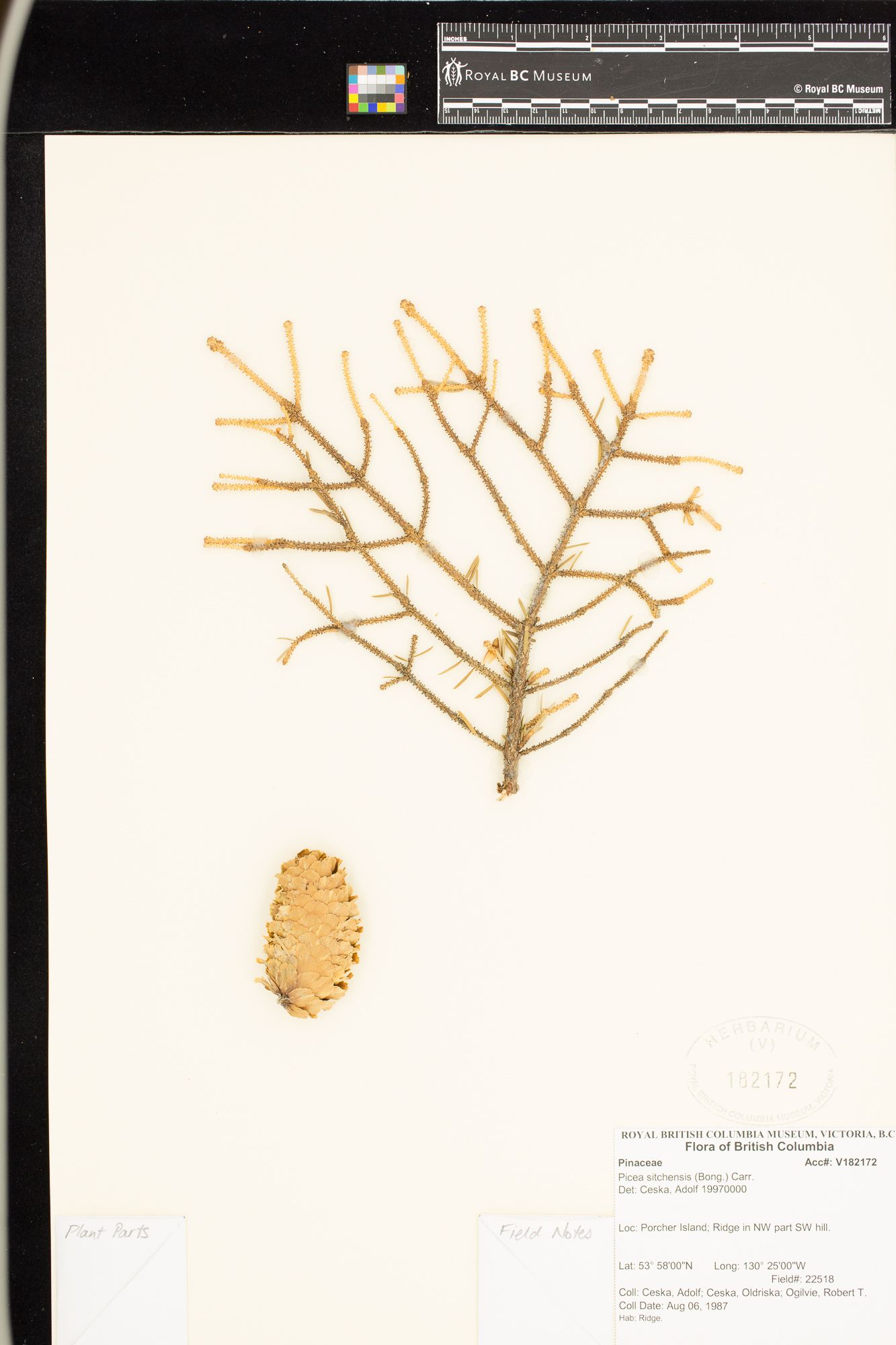 Image representing Picea sitchensis.