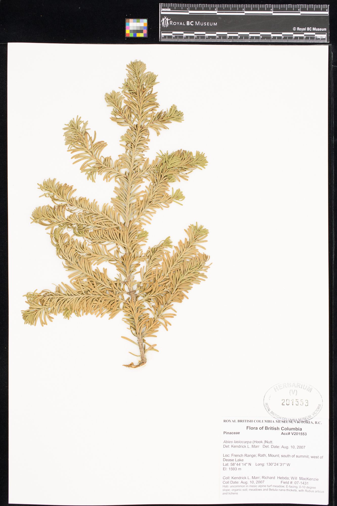 Image representing Abies lasiocarpa.