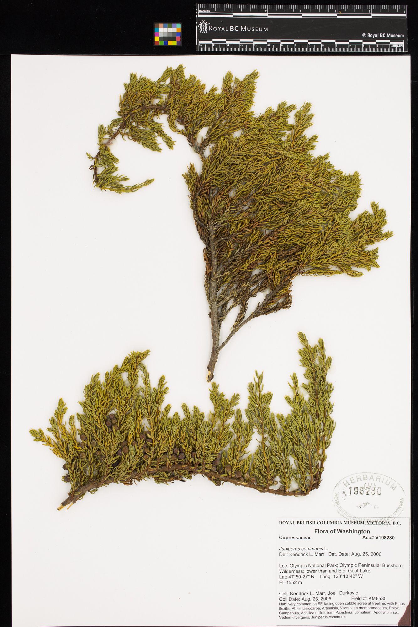Image representing Juniperus communis.