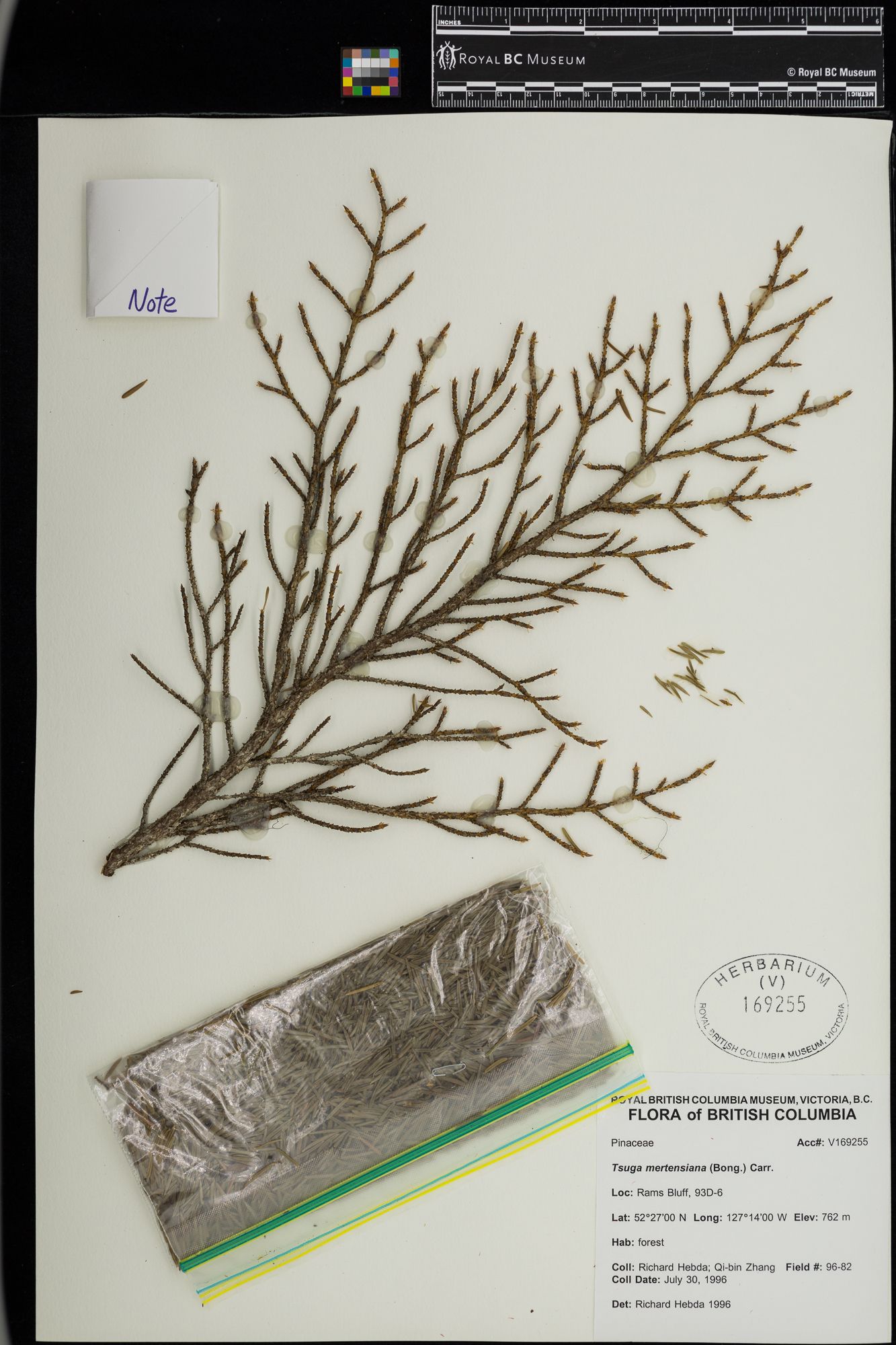 Image representing Tsuga mertensiana.